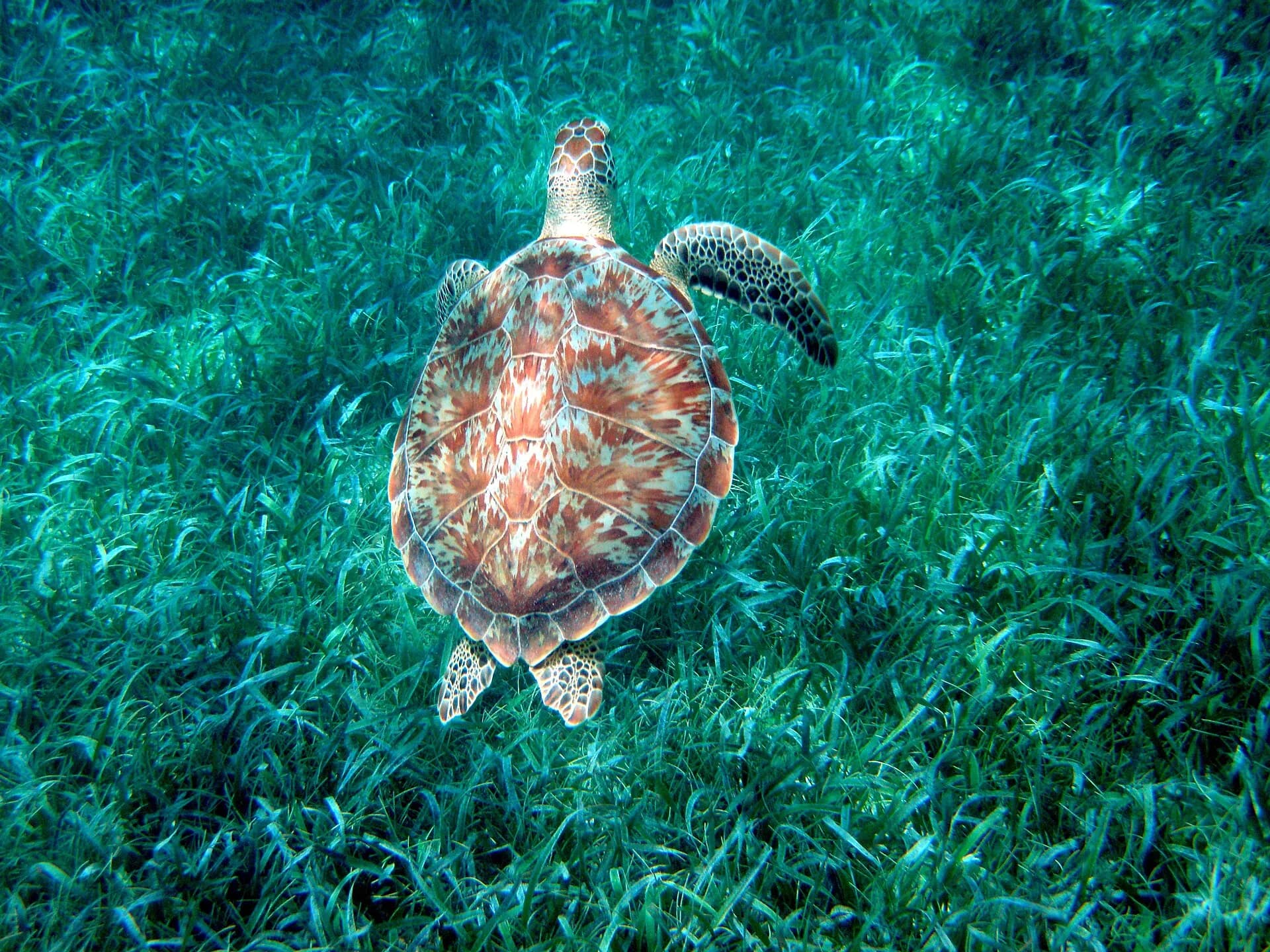 GreenSeaTurtle-HolChanMarineReserve-Belize