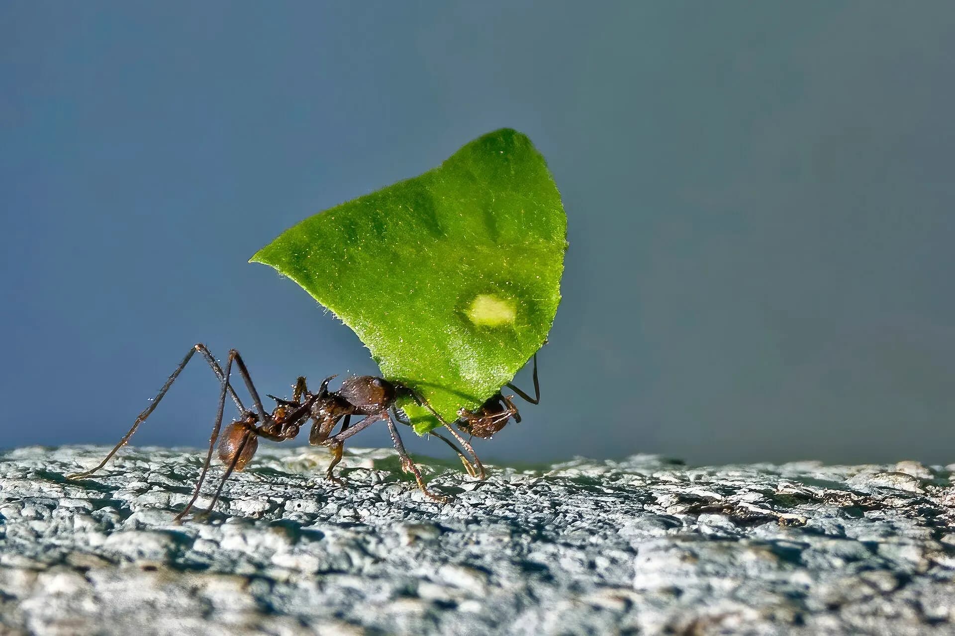 Leaf-cutter ant (Atta cephalotes) Belize