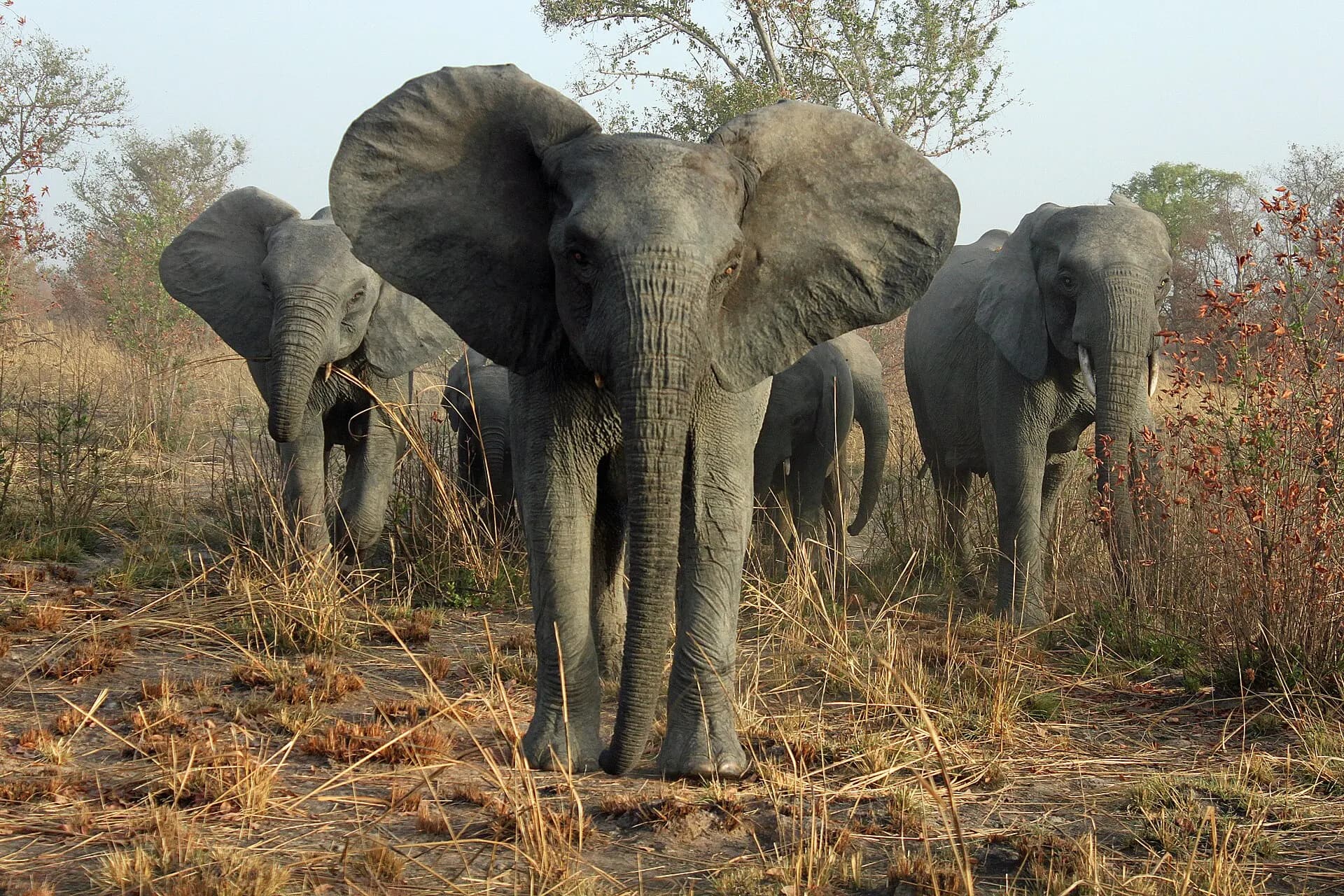 Éléphants