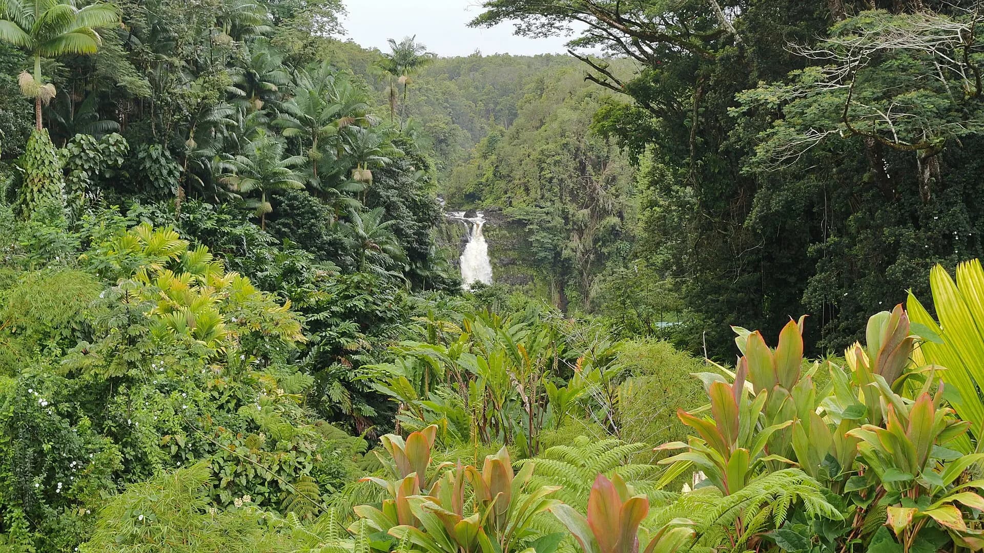Akaka Falls, Akaka Falls State Park, Pepeekeo (504214) (23174492261)