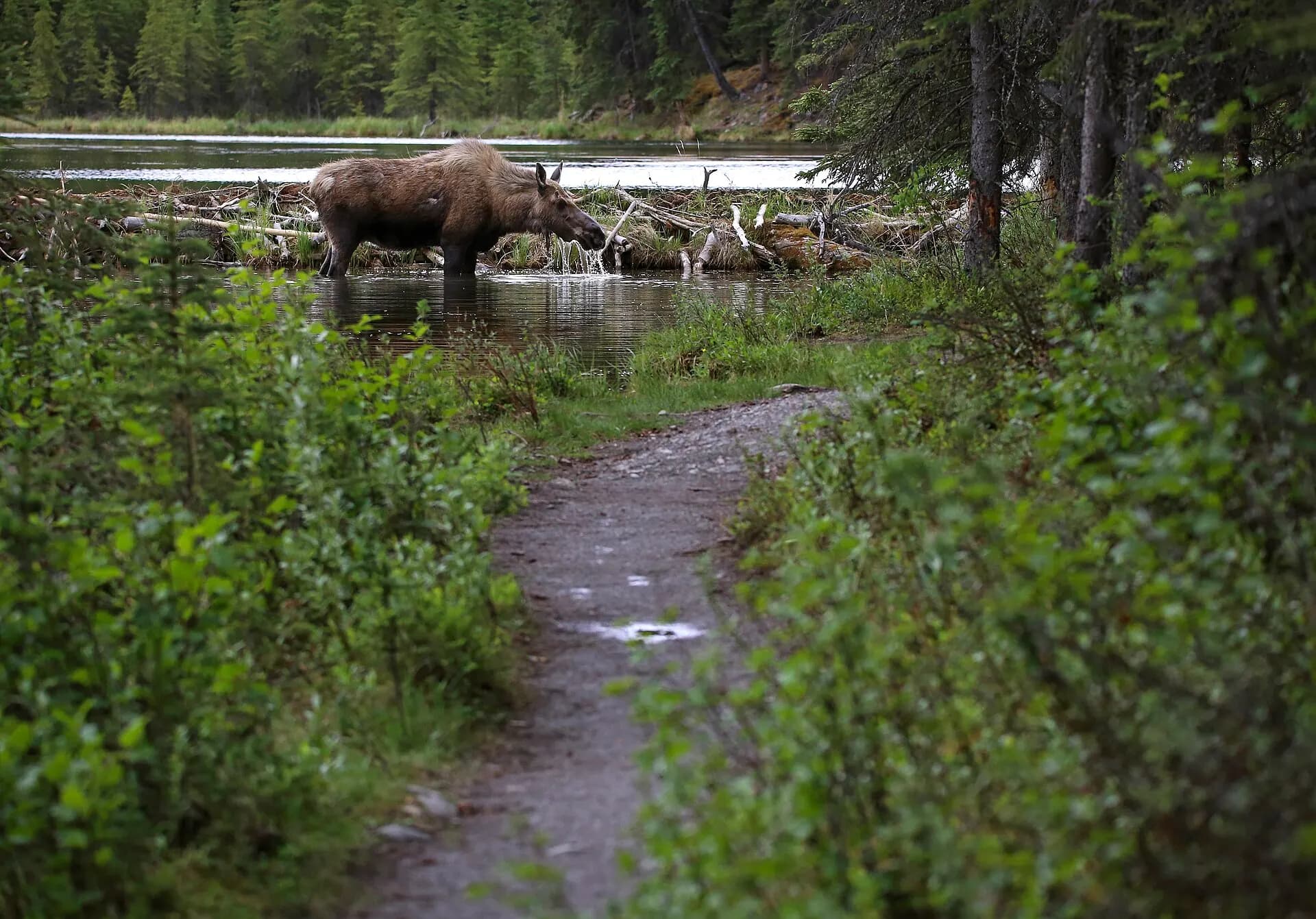 A moose eats dinner around 5-30 p.m. near the beaver dams off of the Horseshoe Lake Trail on Sunday, June 11, 2017. The moose (333e4e71-520e-4a94-85f7-821d51fbfa68)