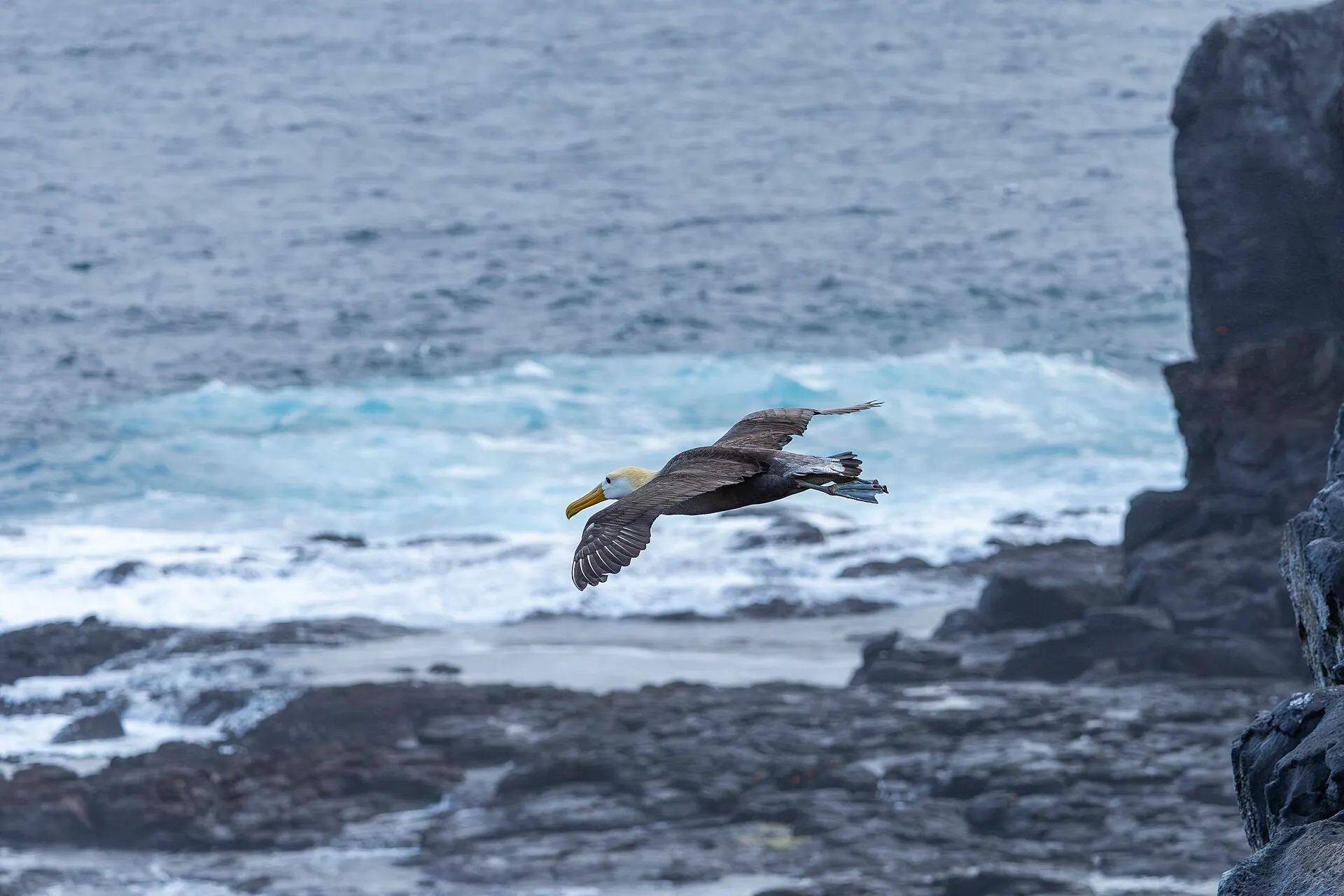 Waved Albatross in flight, Española Island 2