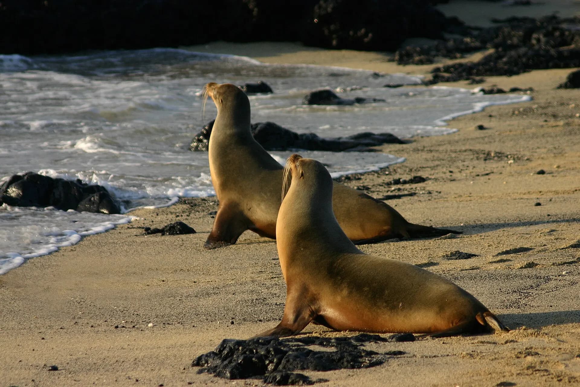 Galápagos sea lions Isabela