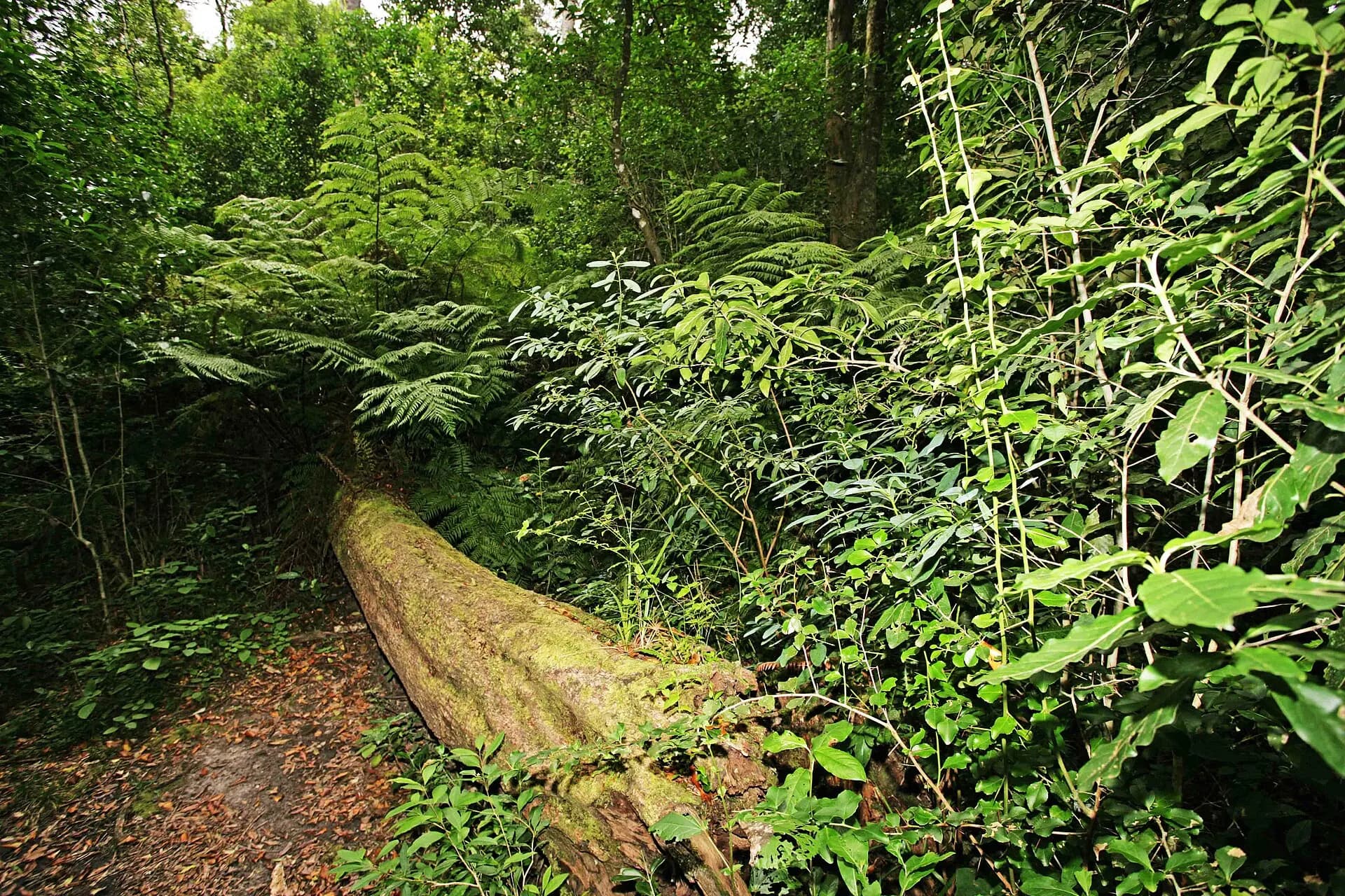 Knysna Forest - Garden Route, South Africa (3919268880)