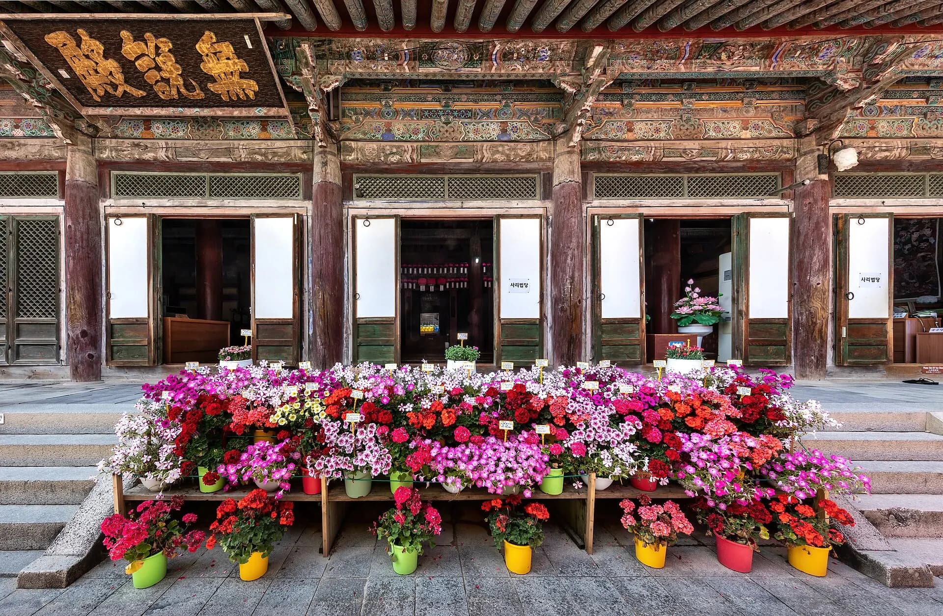 Many colorful flowerpots in front of Bulguksa temple in Gyeongju South Korea