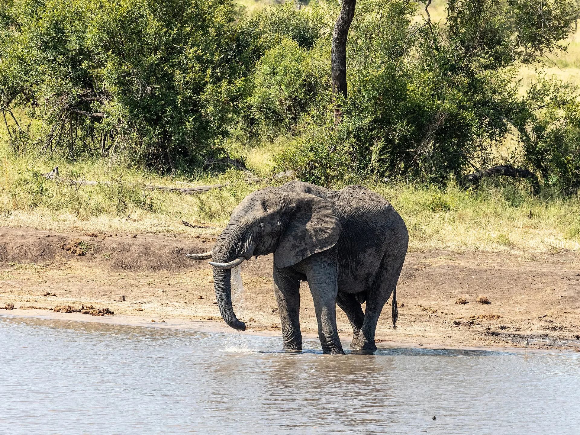 Kruger National Park (ZA), Elefant -- 2024 -- 0799