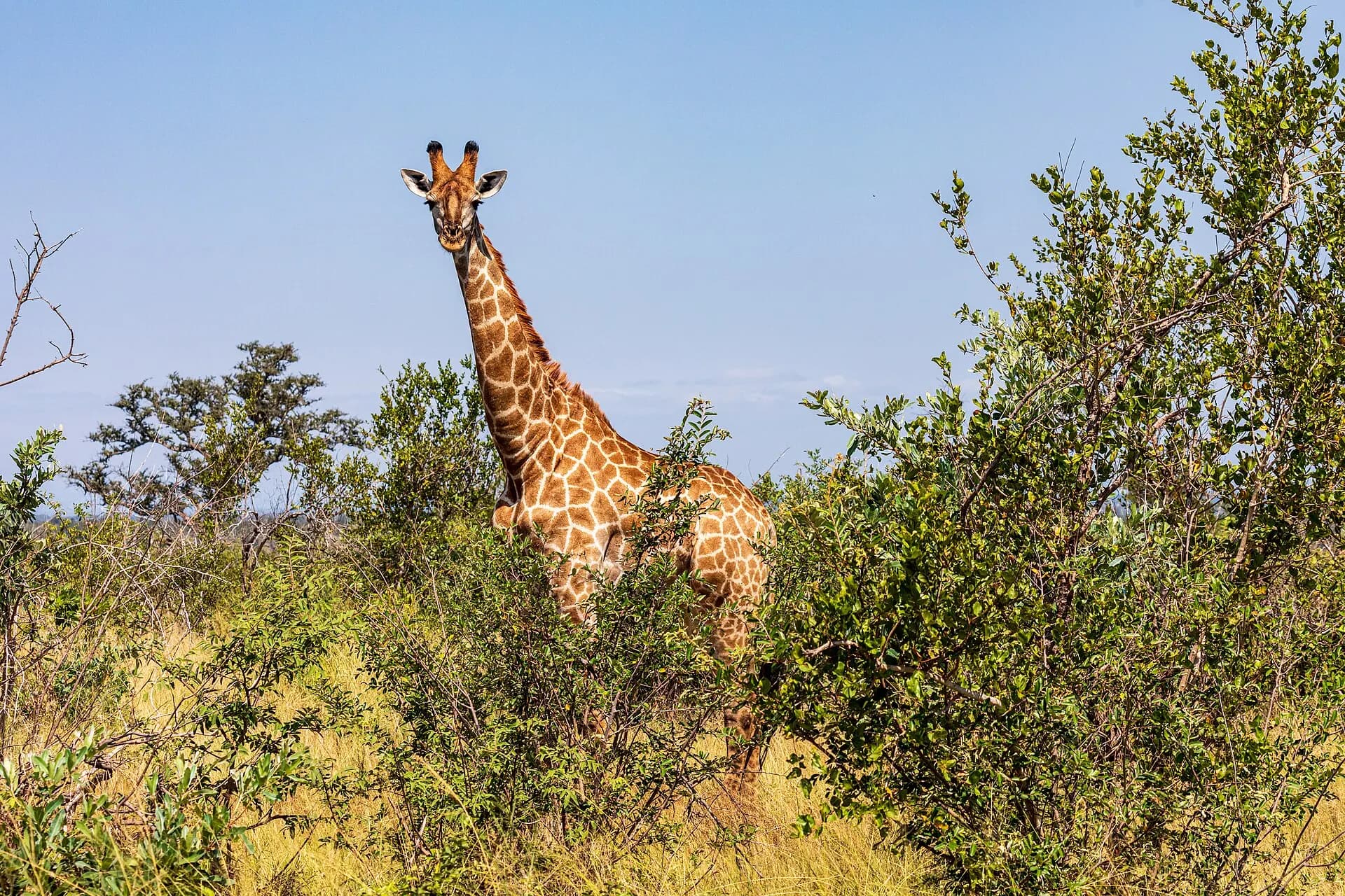 Kruger National Park (ZA), Giraffe -- 2024 -- 0412