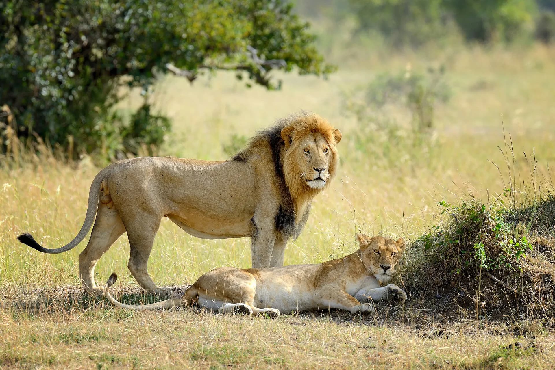 Family of lions during the mating season