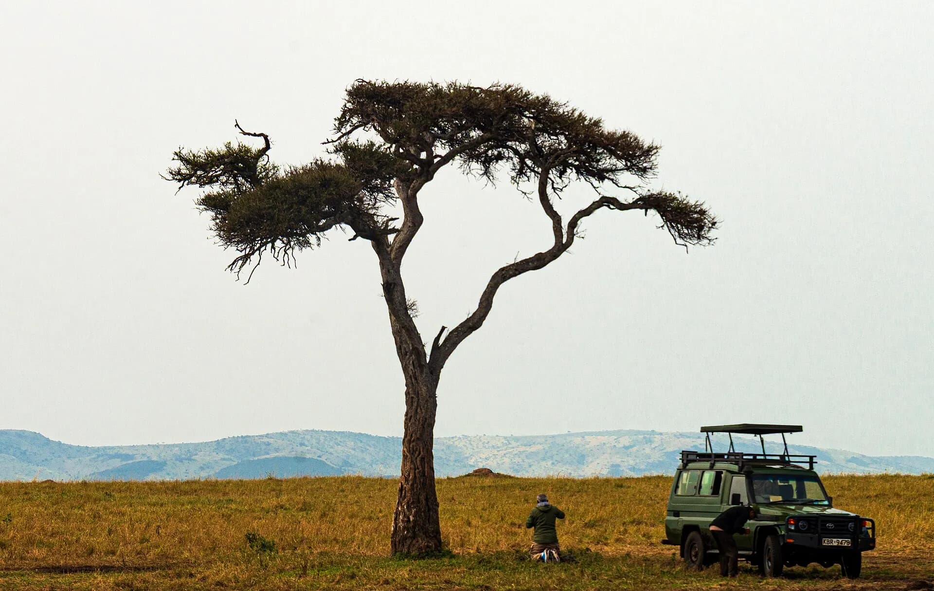 Safari vehicle parked under acacia tree on savanna, Maasai Mara, Kenya