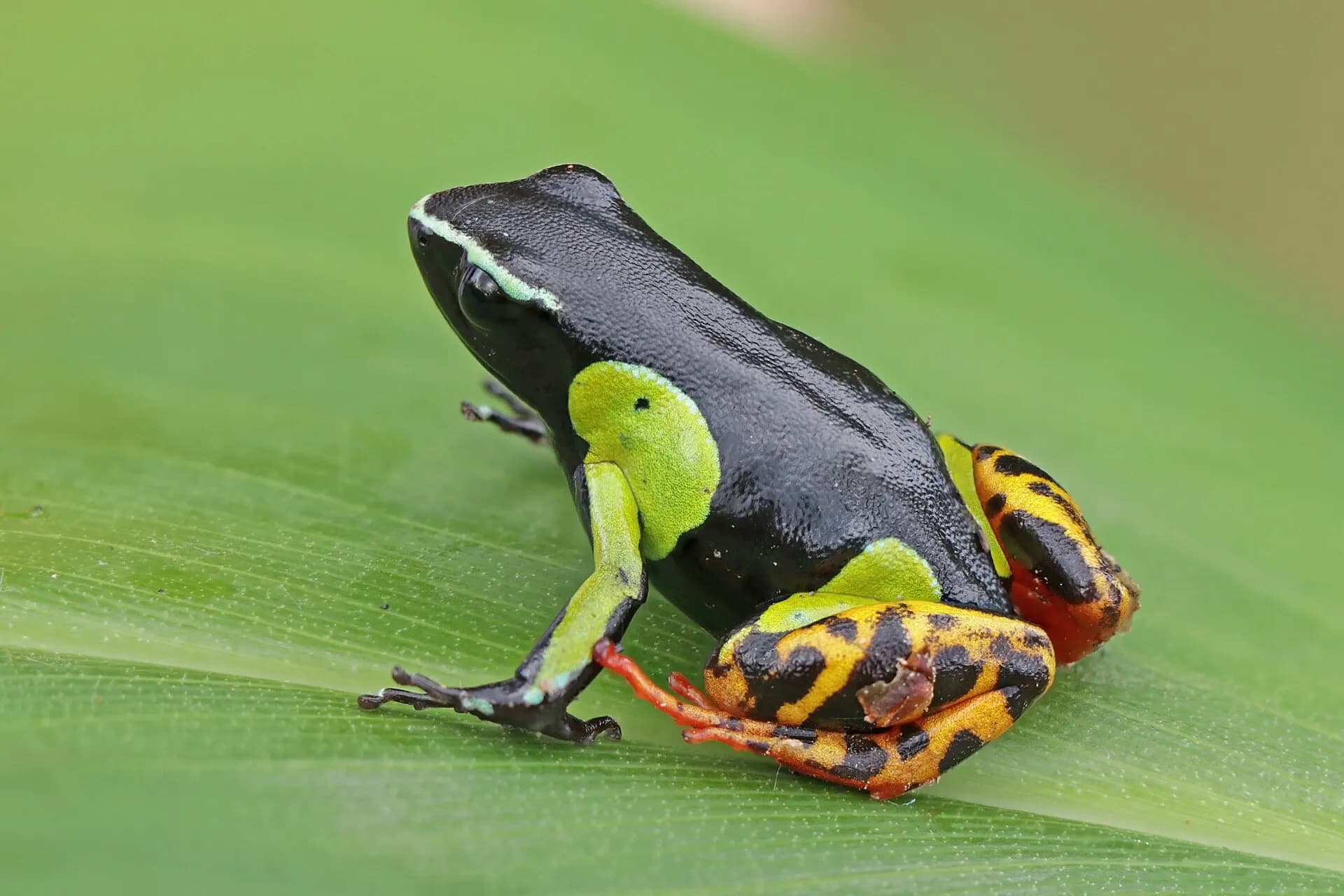 Variegated golden frog (Mantella baroni) Ranomafana