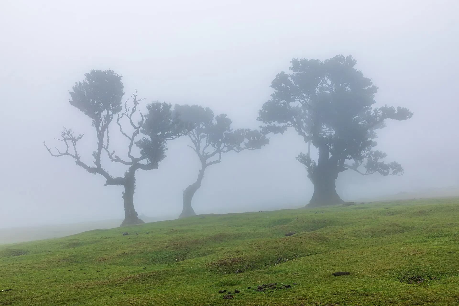 Fanal (Madeira, Portugal), Lorbeerwald -- 2025 -- 1532