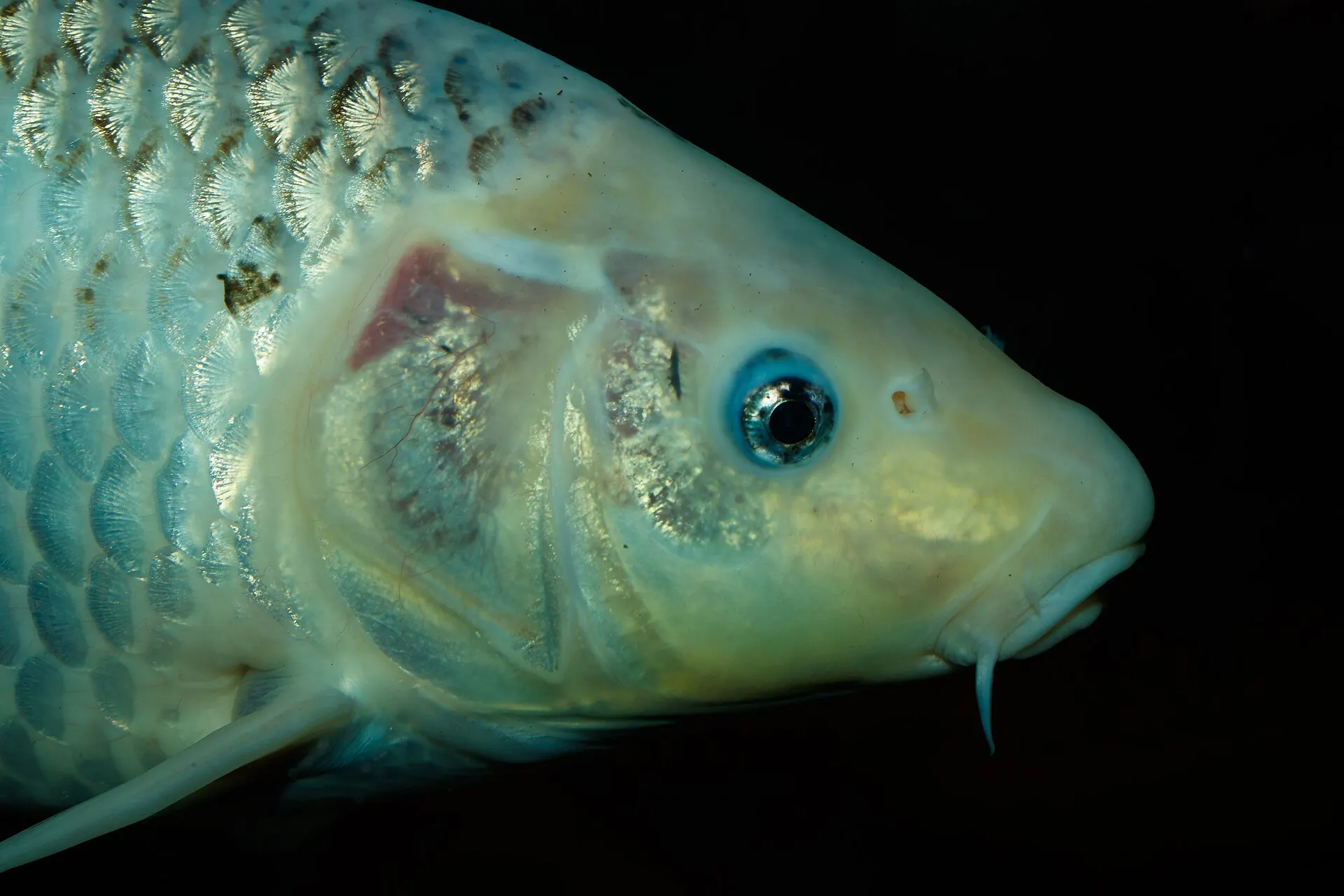 Monte Palace Tropical Garden - Cyprinus rubrofuscus 01