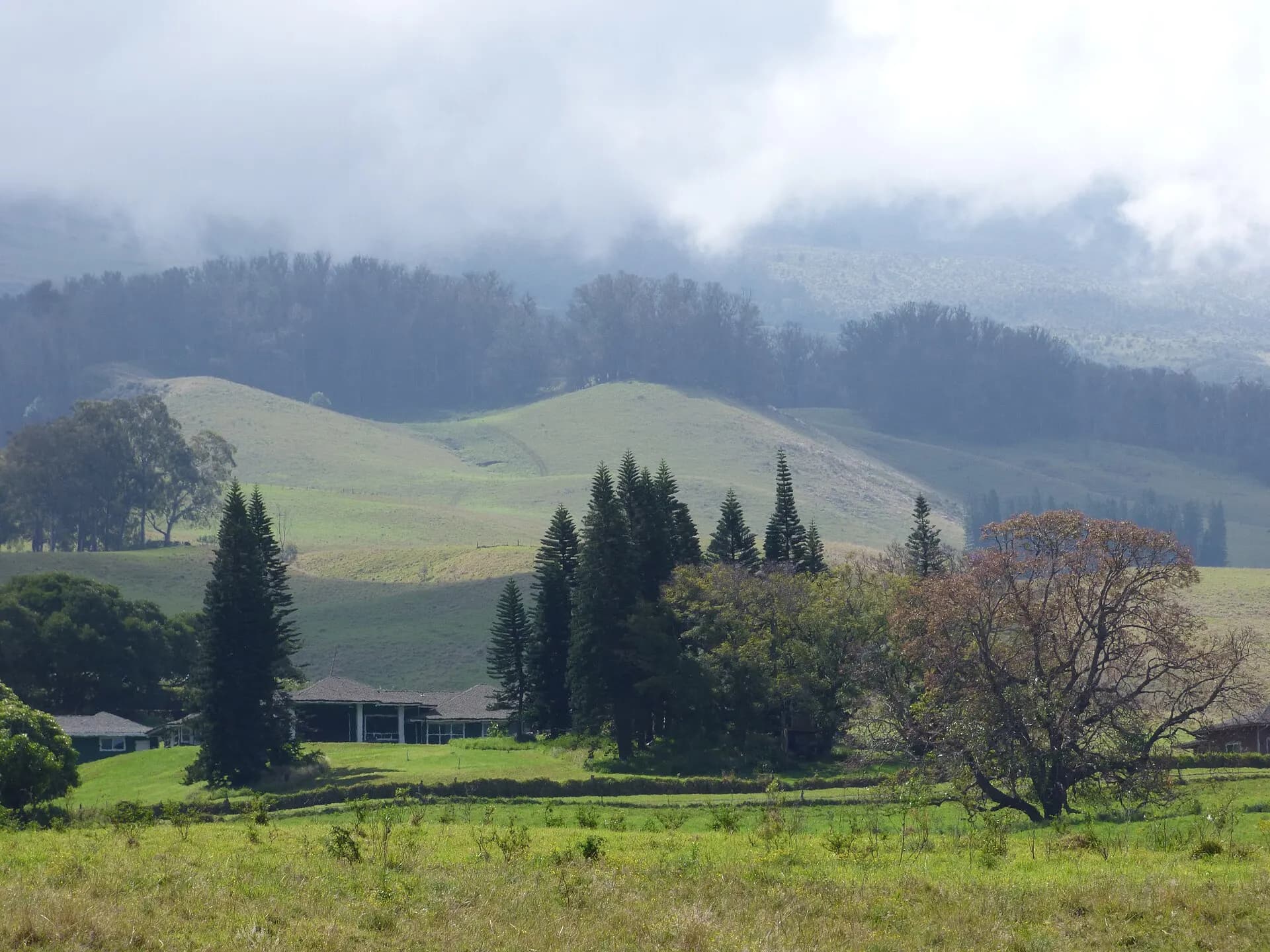 Starr-160404-0675-Araucaria columnaris-grove view Upcountry hills-Kula-Maui (26922636696)
