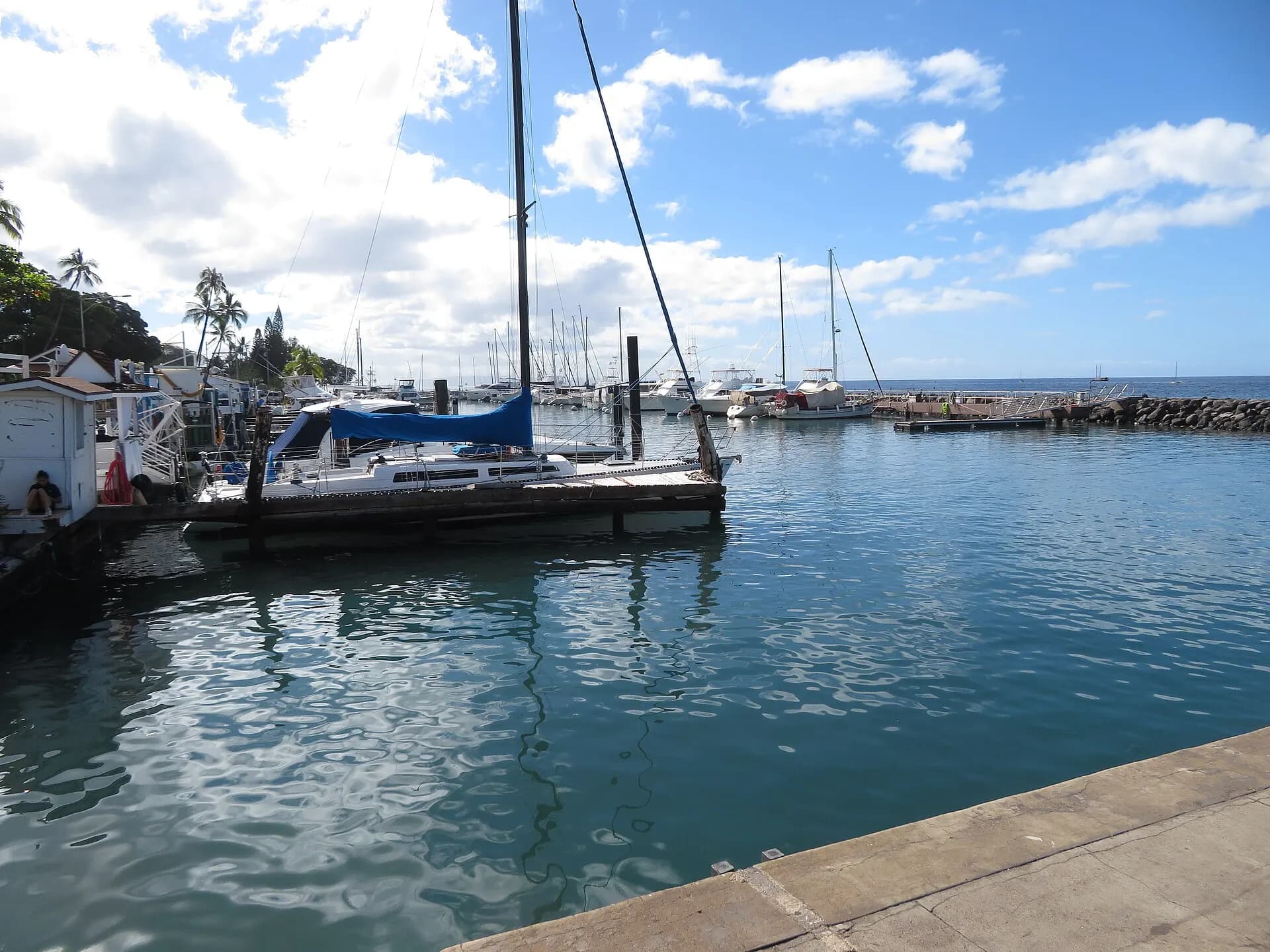 Starr-230206-6021-Cocos nucifera-view boats and harbor-Lahaina-Maui