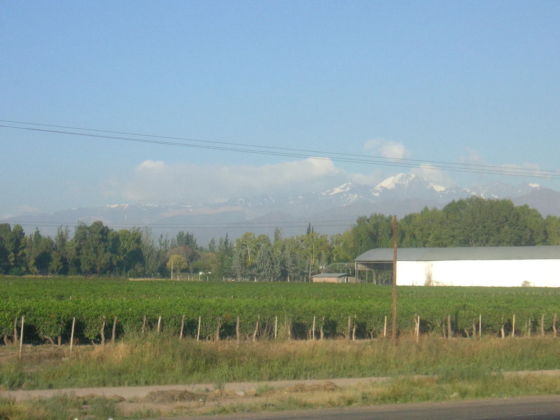 Vineyards below the Andes