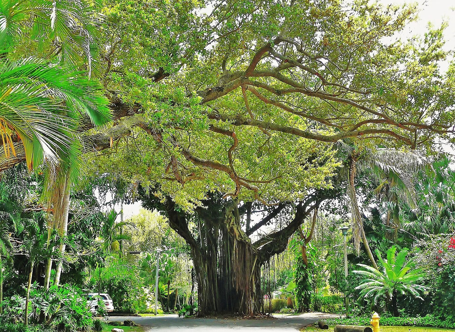 Coconut Grove Street 20100321