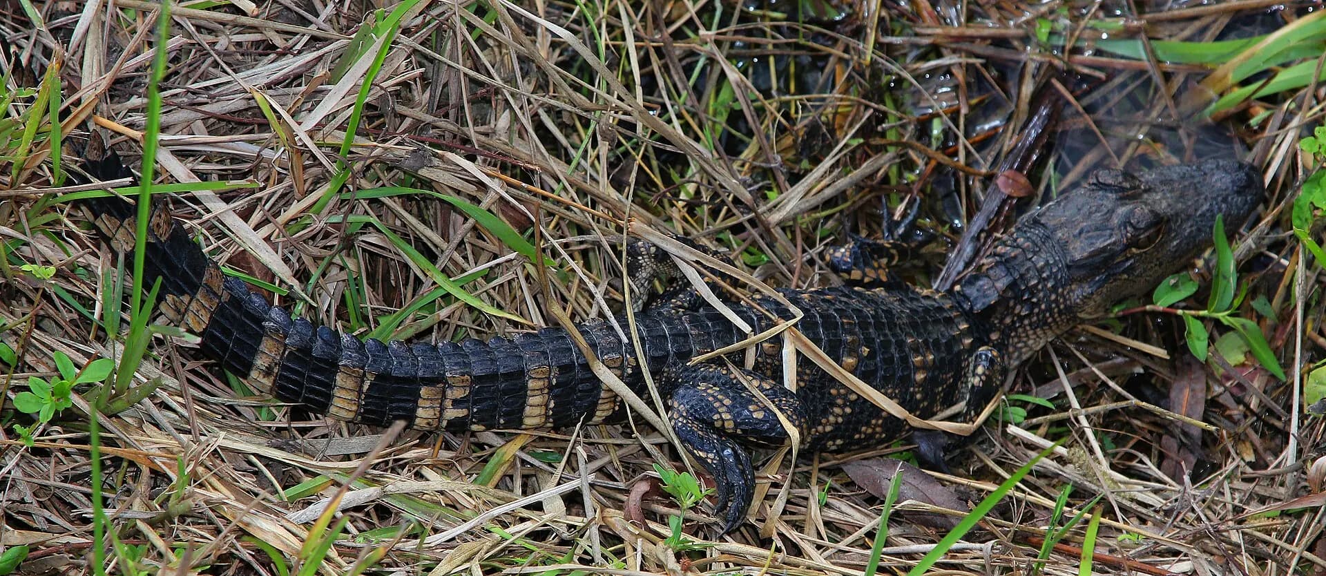 American Alligator - Alligator mississippiensis, Anhinga Trail, Everglades National Park, Homestead, Florida - 02