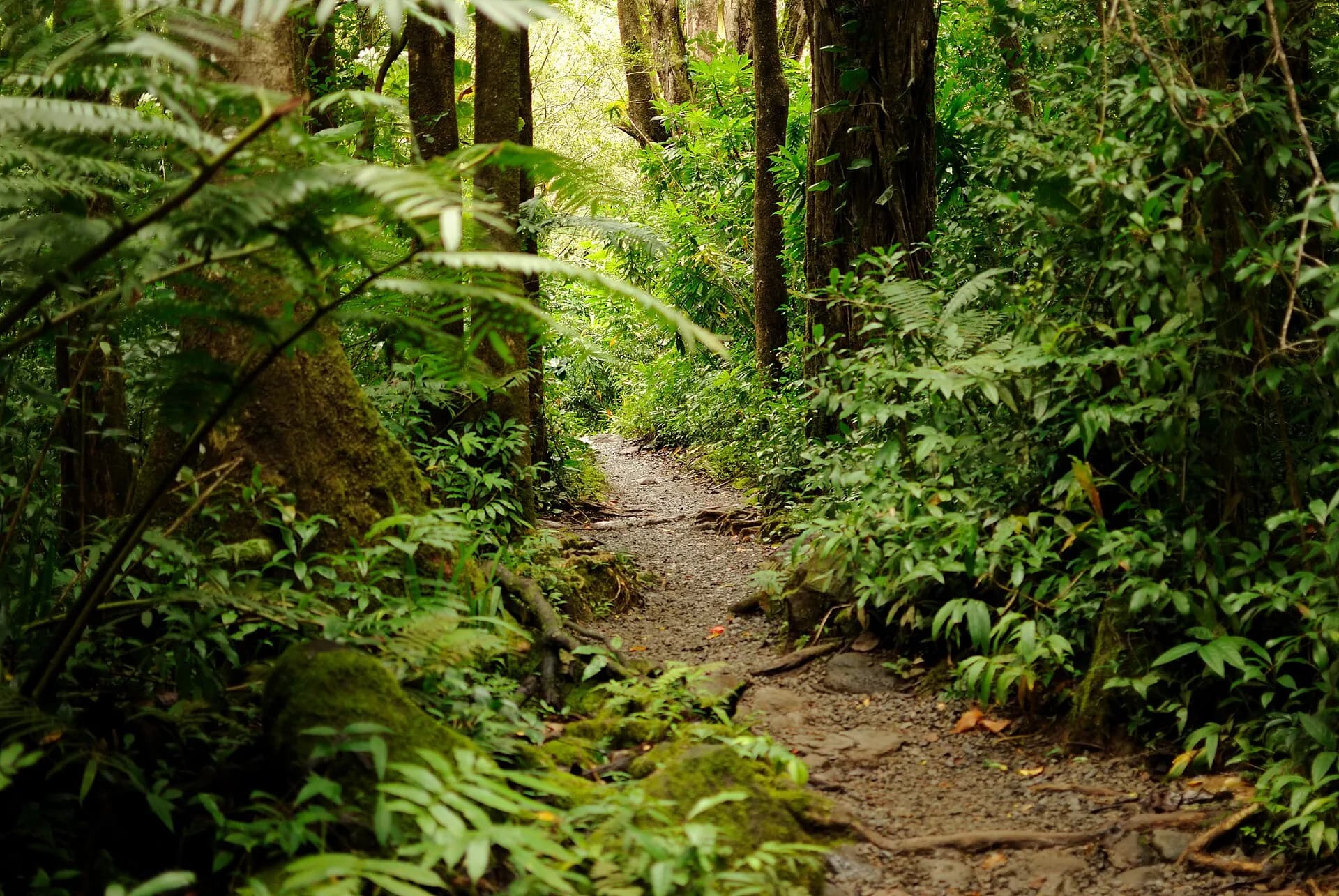 Manoa Falls Trail (8331368070)