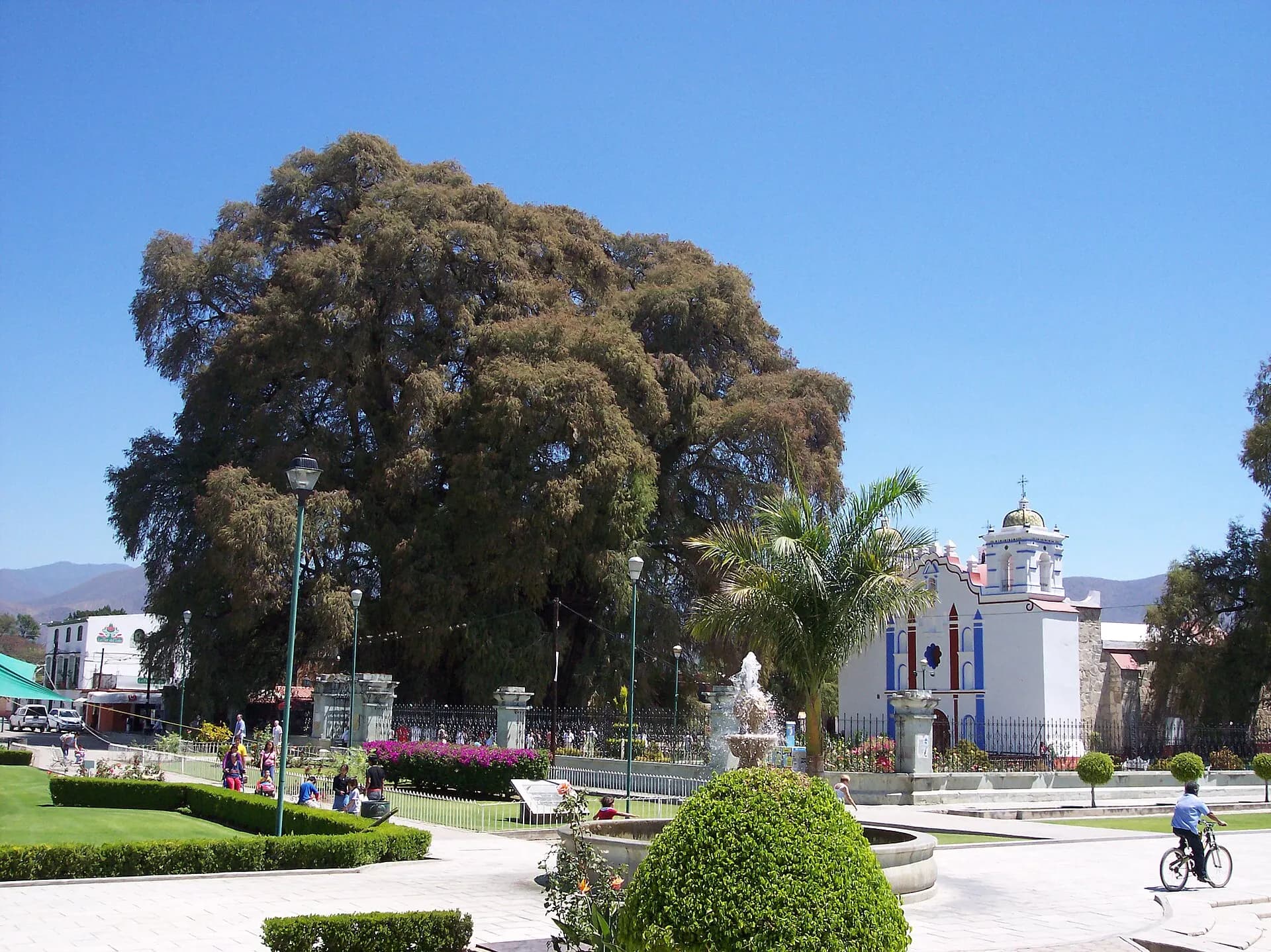 Árbol-del-Tule-Oaxaca-Mexico