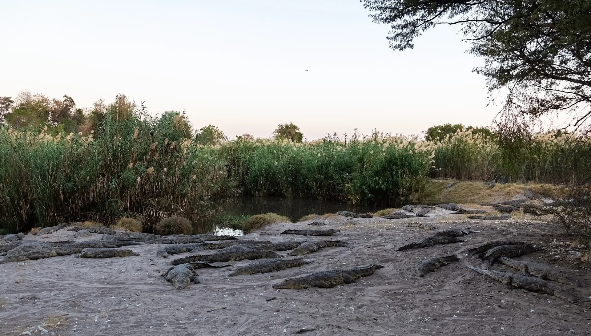 Granja de cocodrilos, Maun, Botsuana, 2018-08-01, DD 49