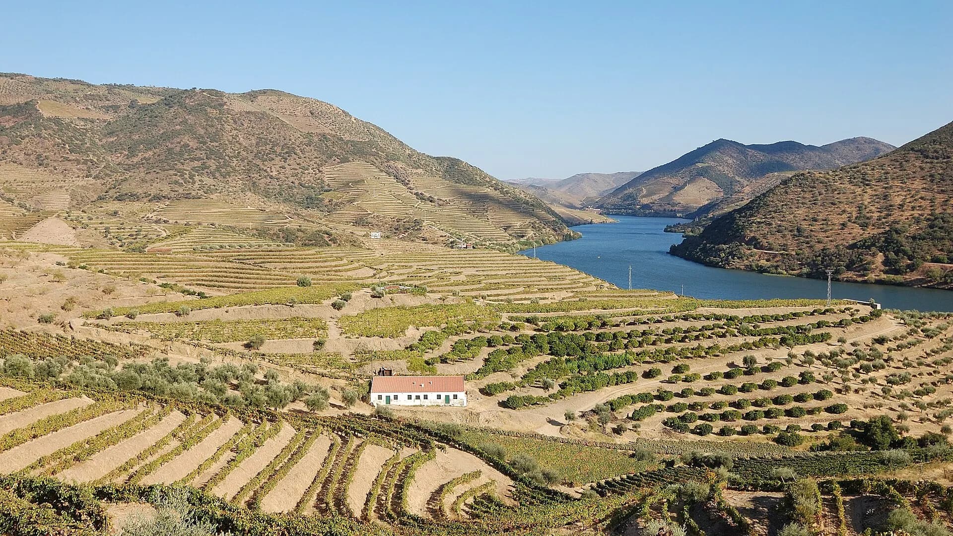 Terraced vineyards in the douro valley