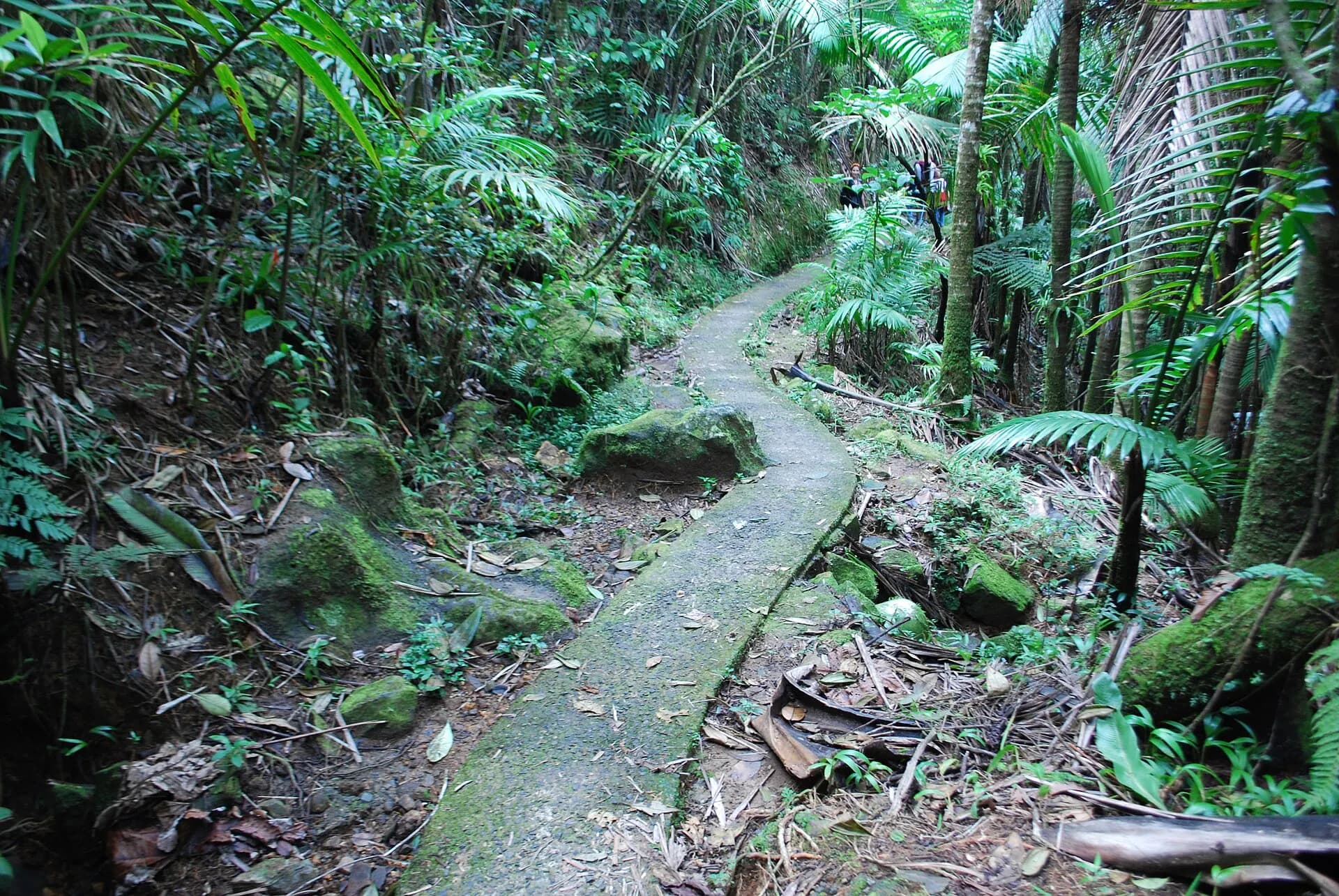 Cement trail in El Yunque, Puerto Rico