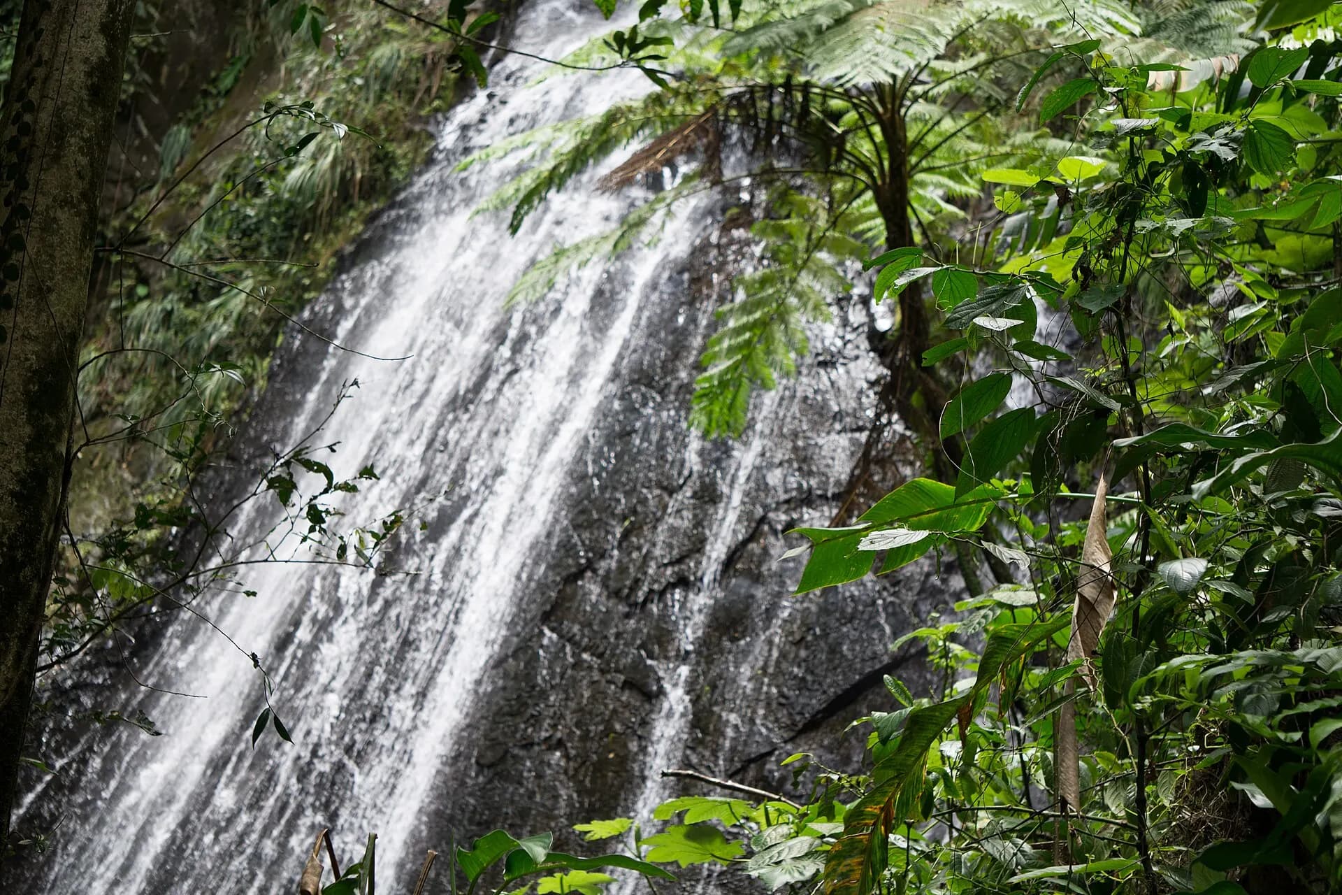 La Coca Falls, El Yunque National Forest