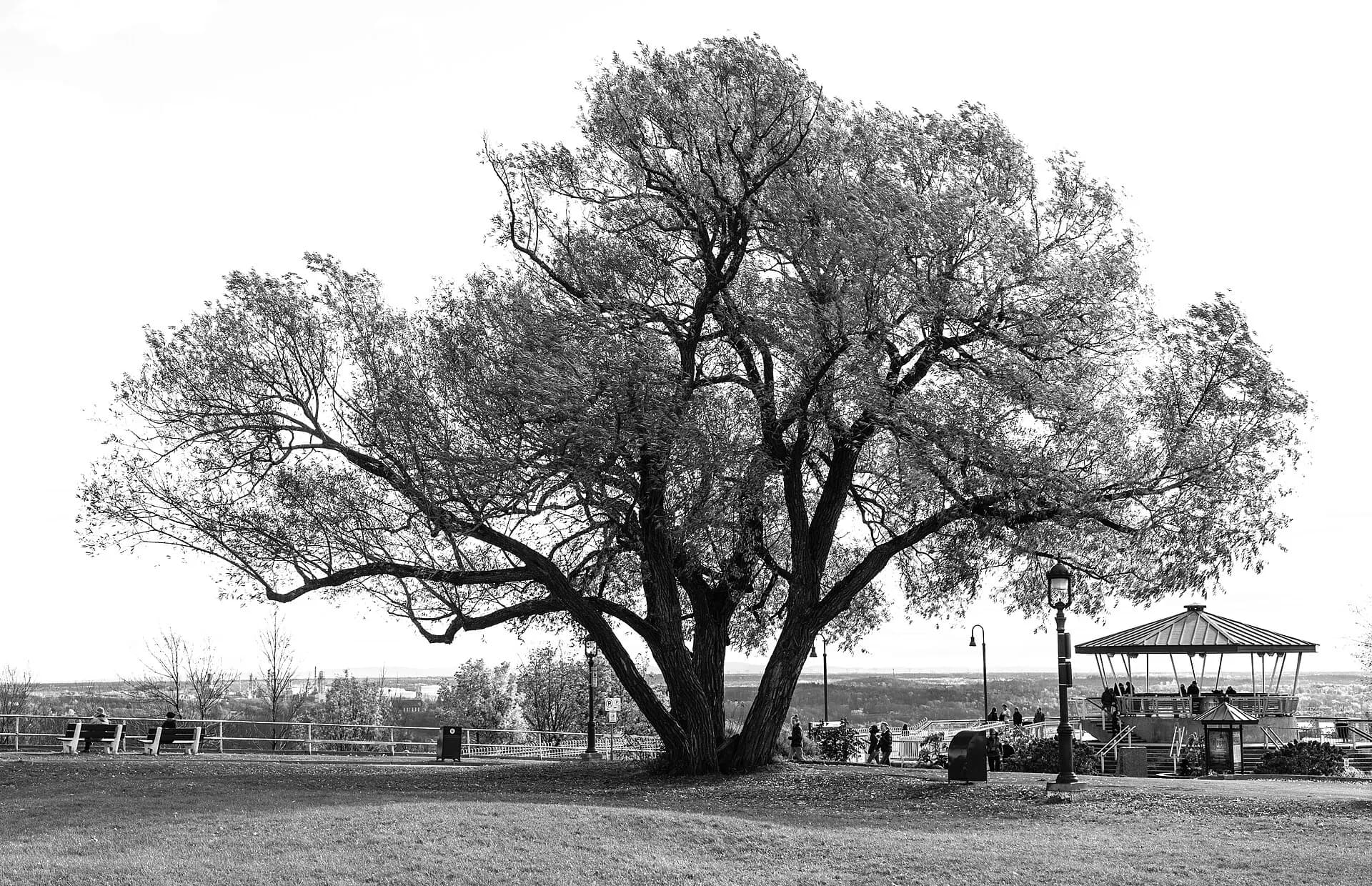 Tree in Plaines d'Abraham