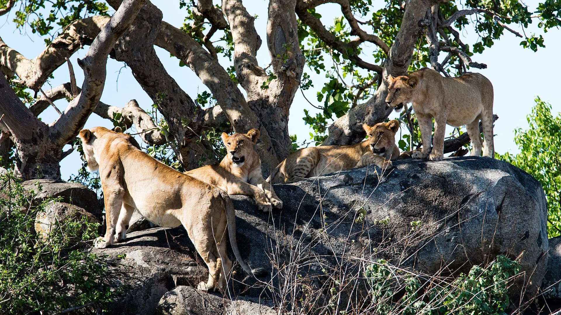 Lions, Seronera Valley, Serengeti, Tanzania