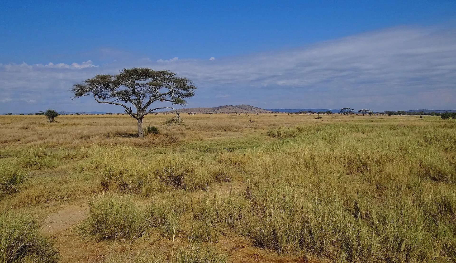 Serengeti-Landscape-2012
