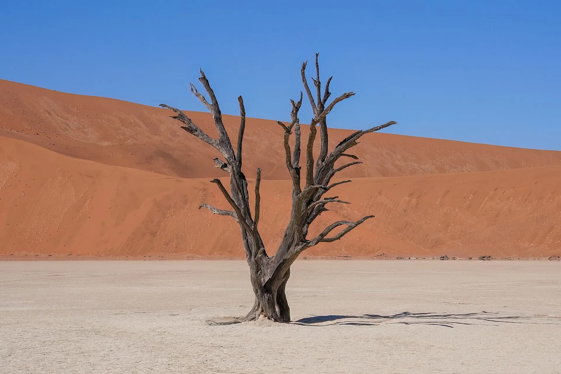 054e Dead camel thorn tree in Deadvlei Photo by Giles Laurent