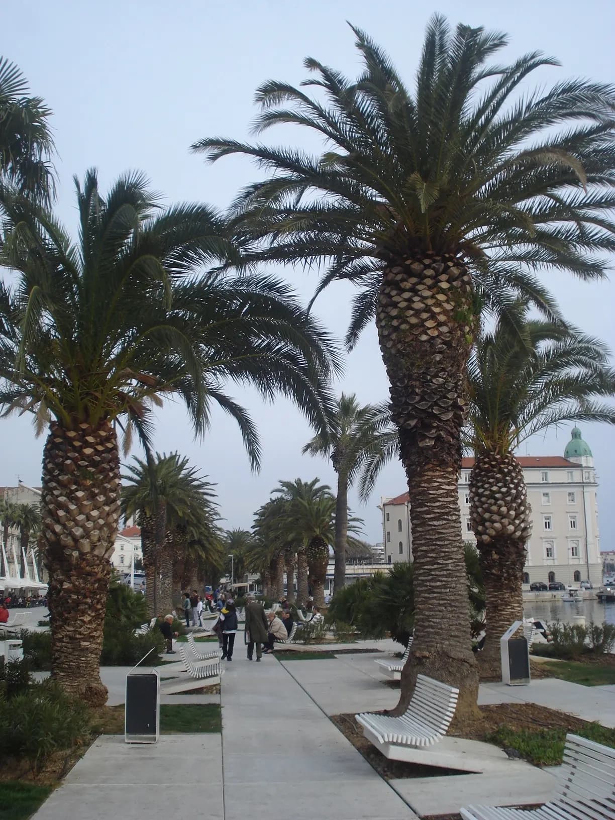 Split (Croatia) - palme na rivi