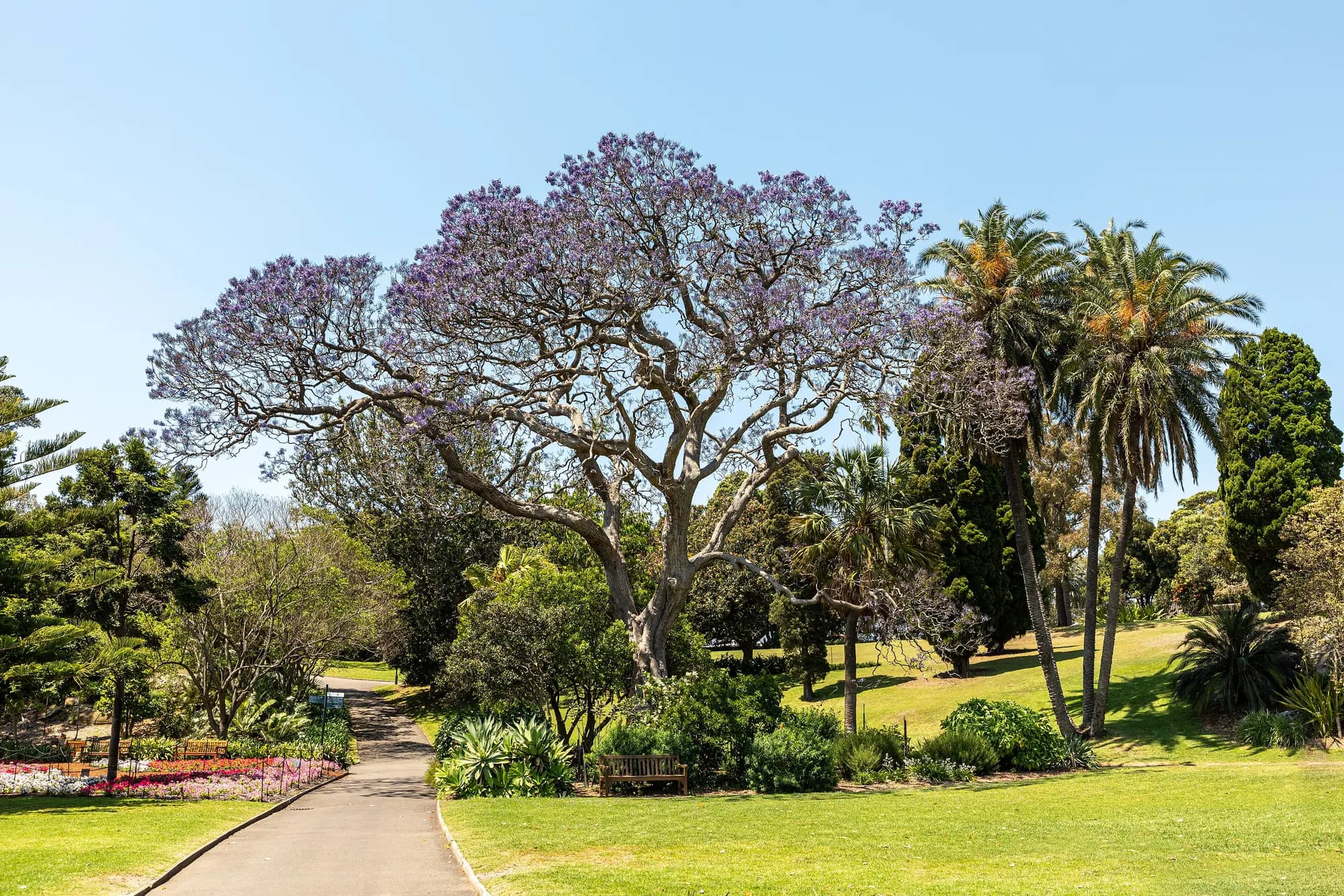 Sydney (AU), Royal Botanic Gardens -- 2019 -- 3082