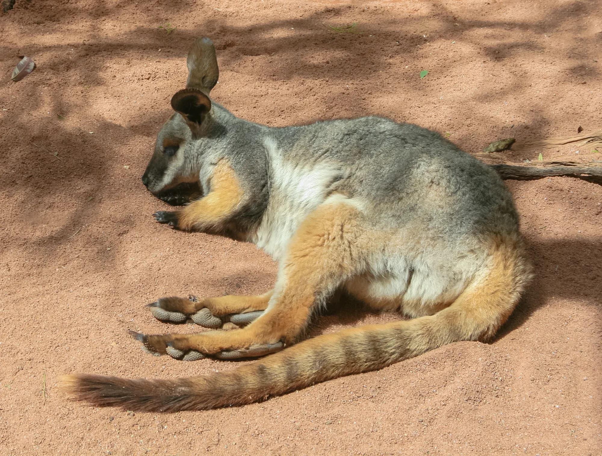 Fauna de Australia34