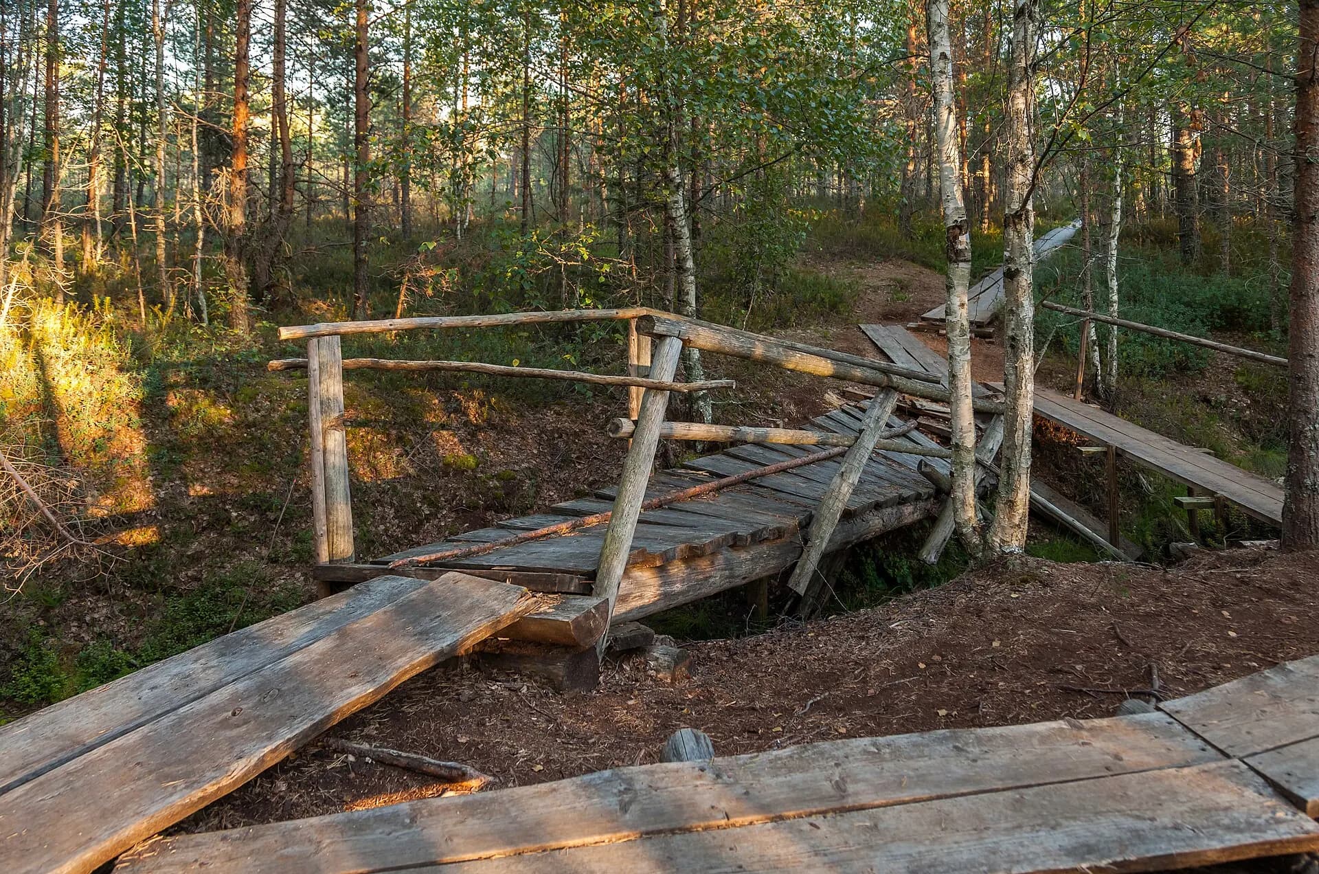 Viru Bog, Parque Nacional Lahemaa, Estonia, 2012-08-12, DD 71