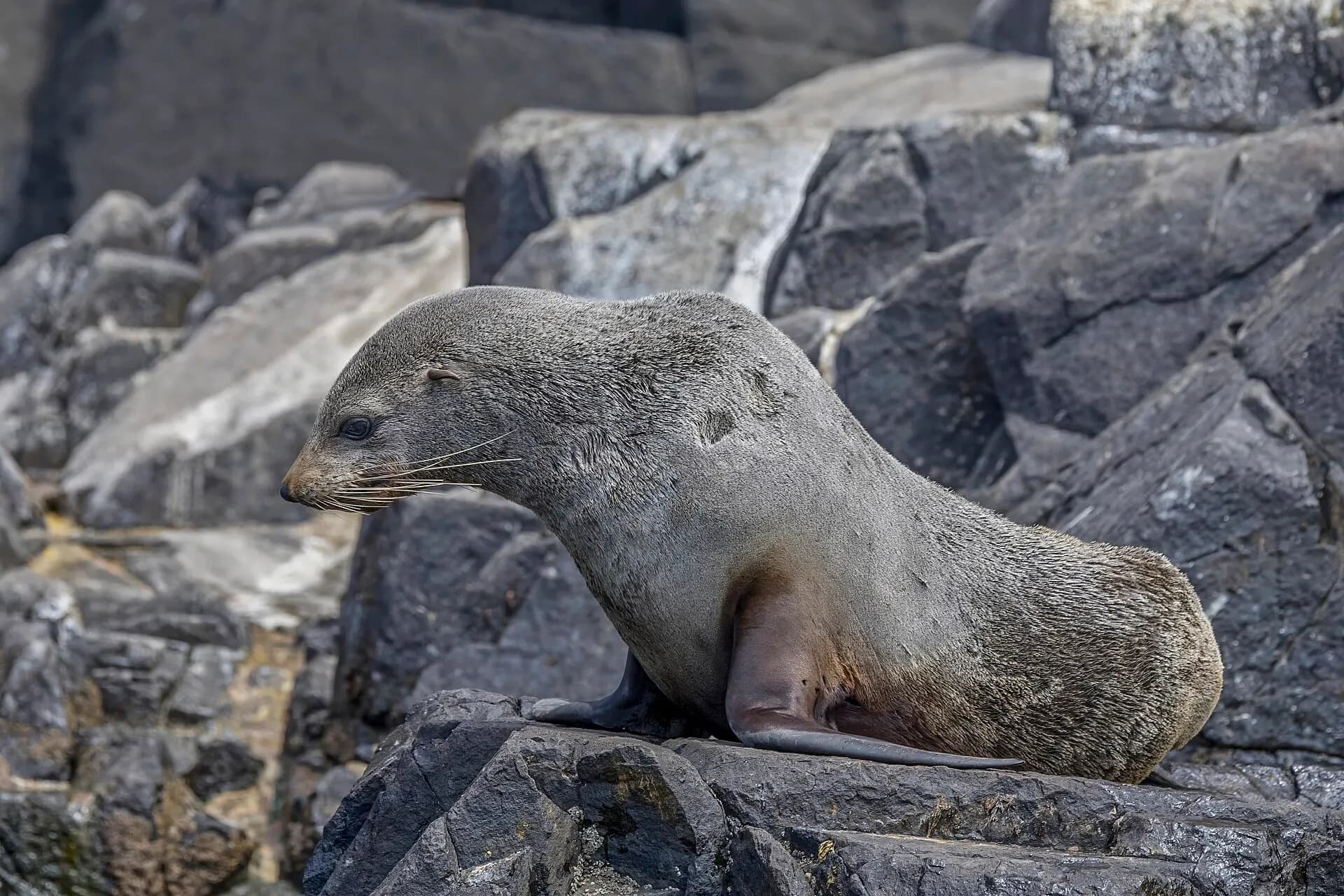 Australian fur seal (Arctocephalus pusillus doriferus) female Bruny 2
