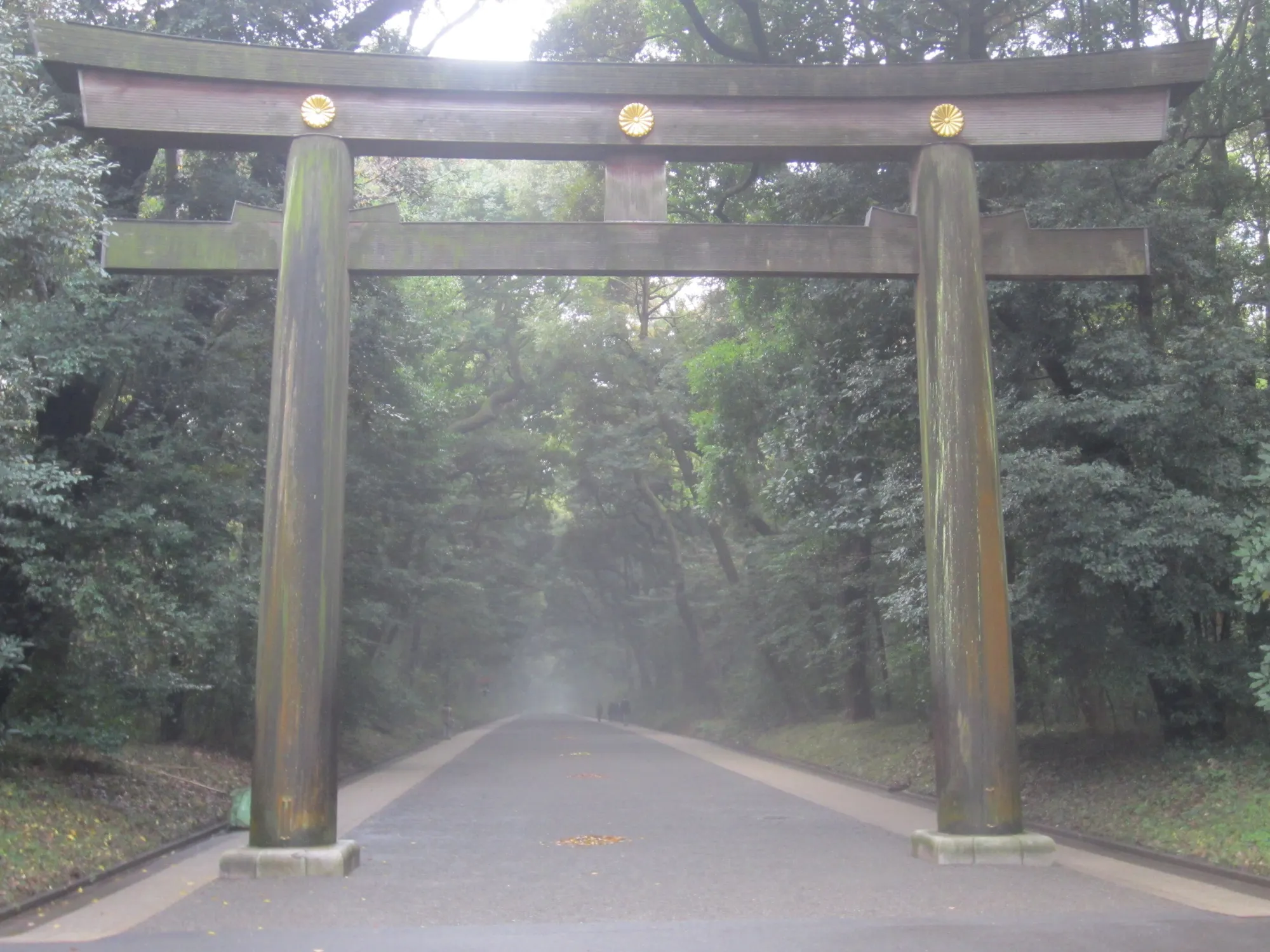Torii at Meiji Shrine in Shibuya, Tokyo, 2019 - 102