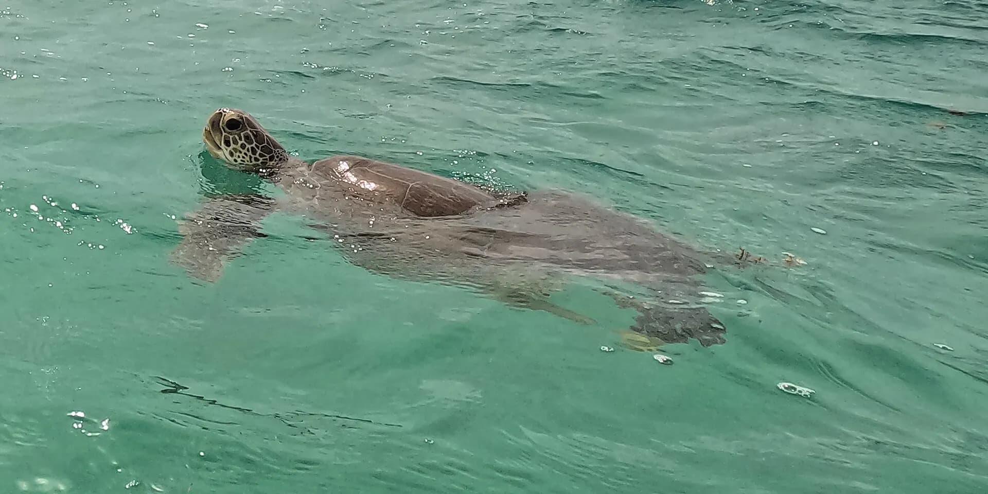 Turtle Taking a Breath, Akumal 2024