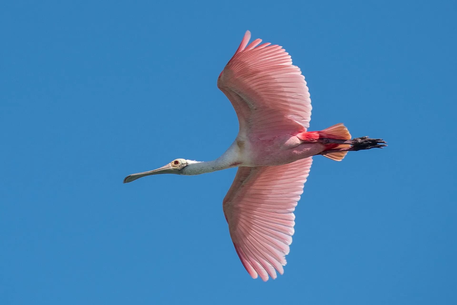 2019-02-15 074 Roseate spoonbill (Platalea ajaja) at Sian Ka'an Biosphere Reserve, Mexico