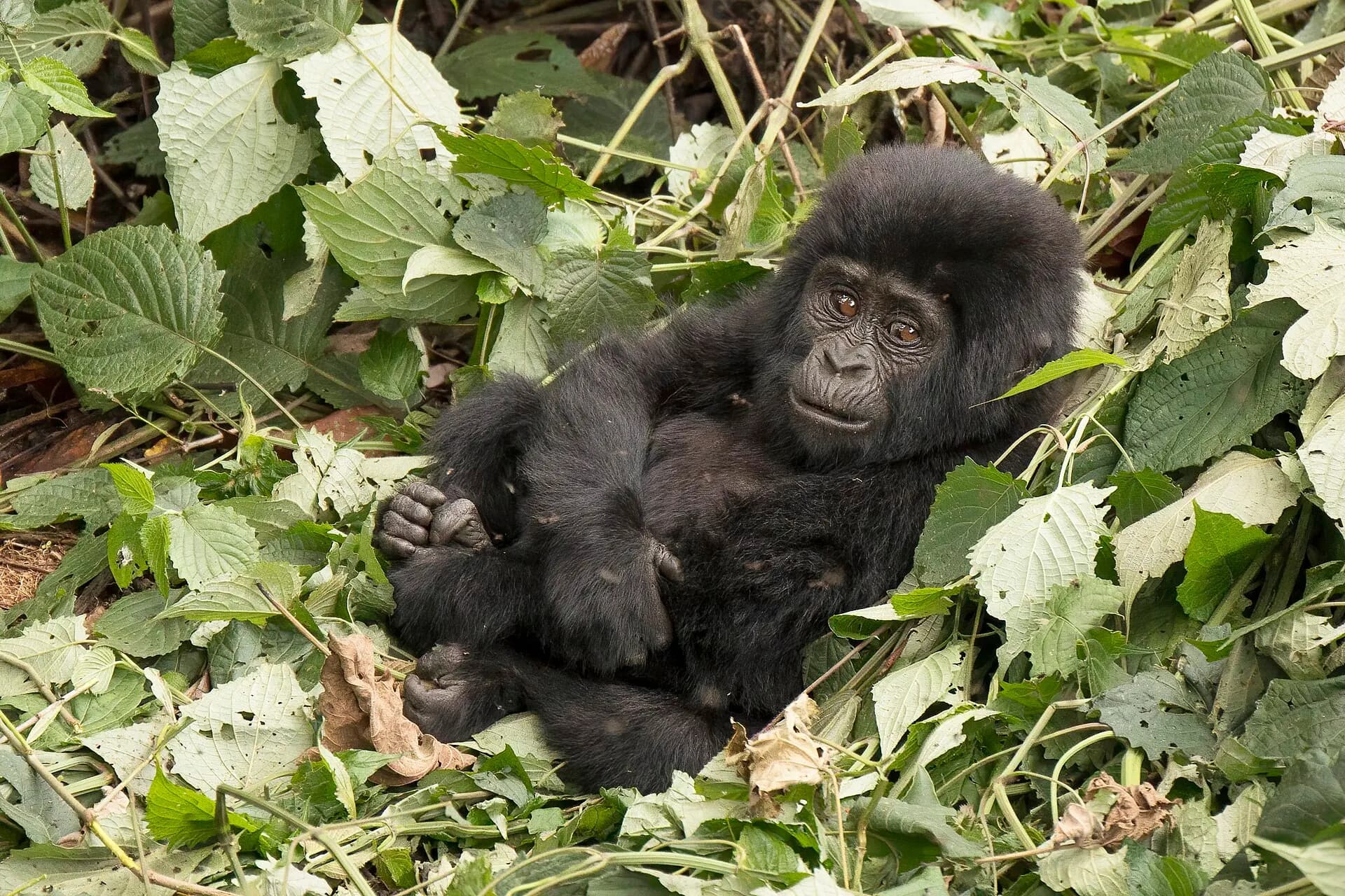 Mountain gorilla, 2-year-old, Mubare Group, Buhoma, Bwindi Impenetrable Forest, Uganda