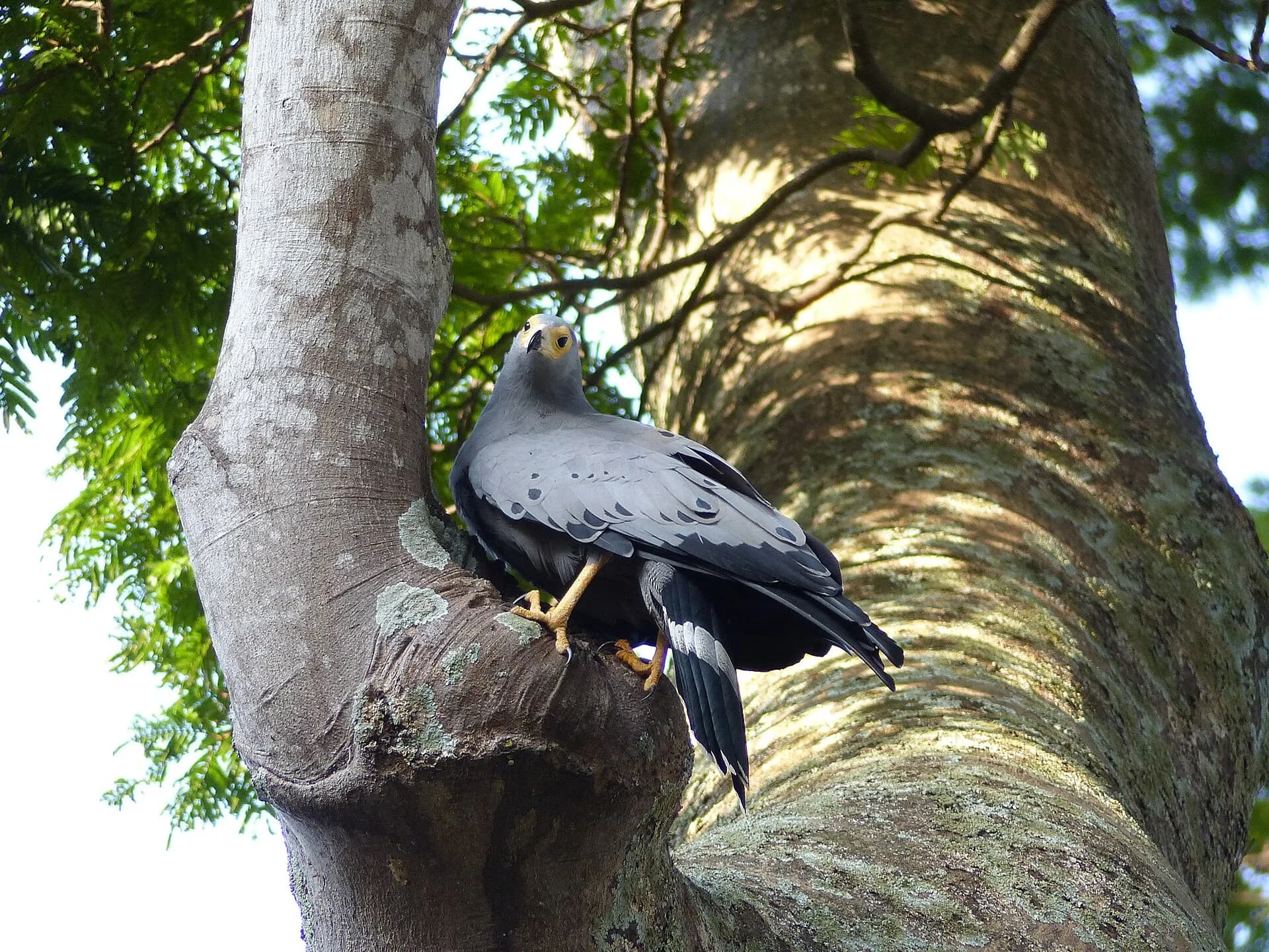 Entebbe Botanical Gardens 3