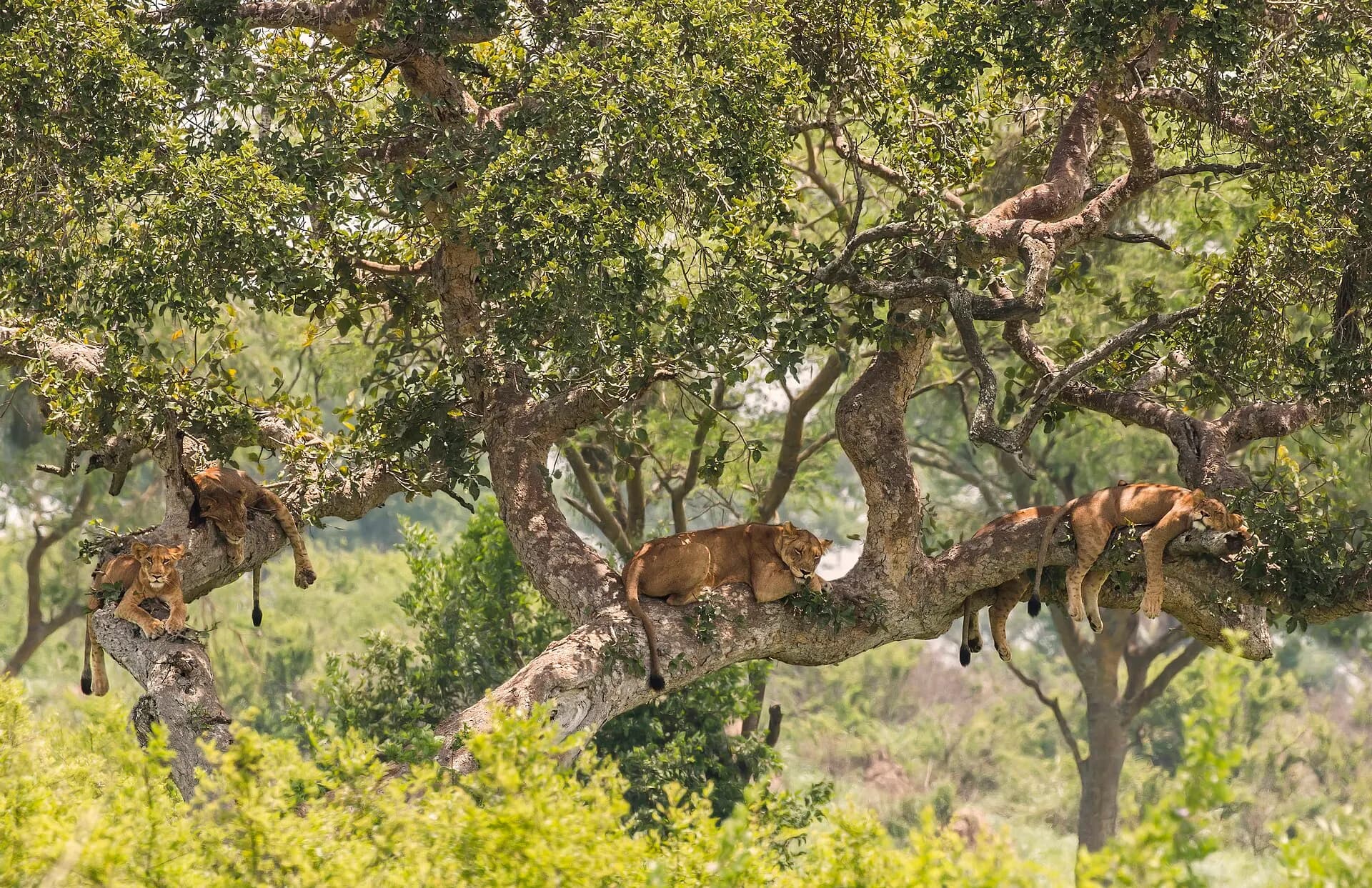 Tree-climbing lions (Panthera leo)