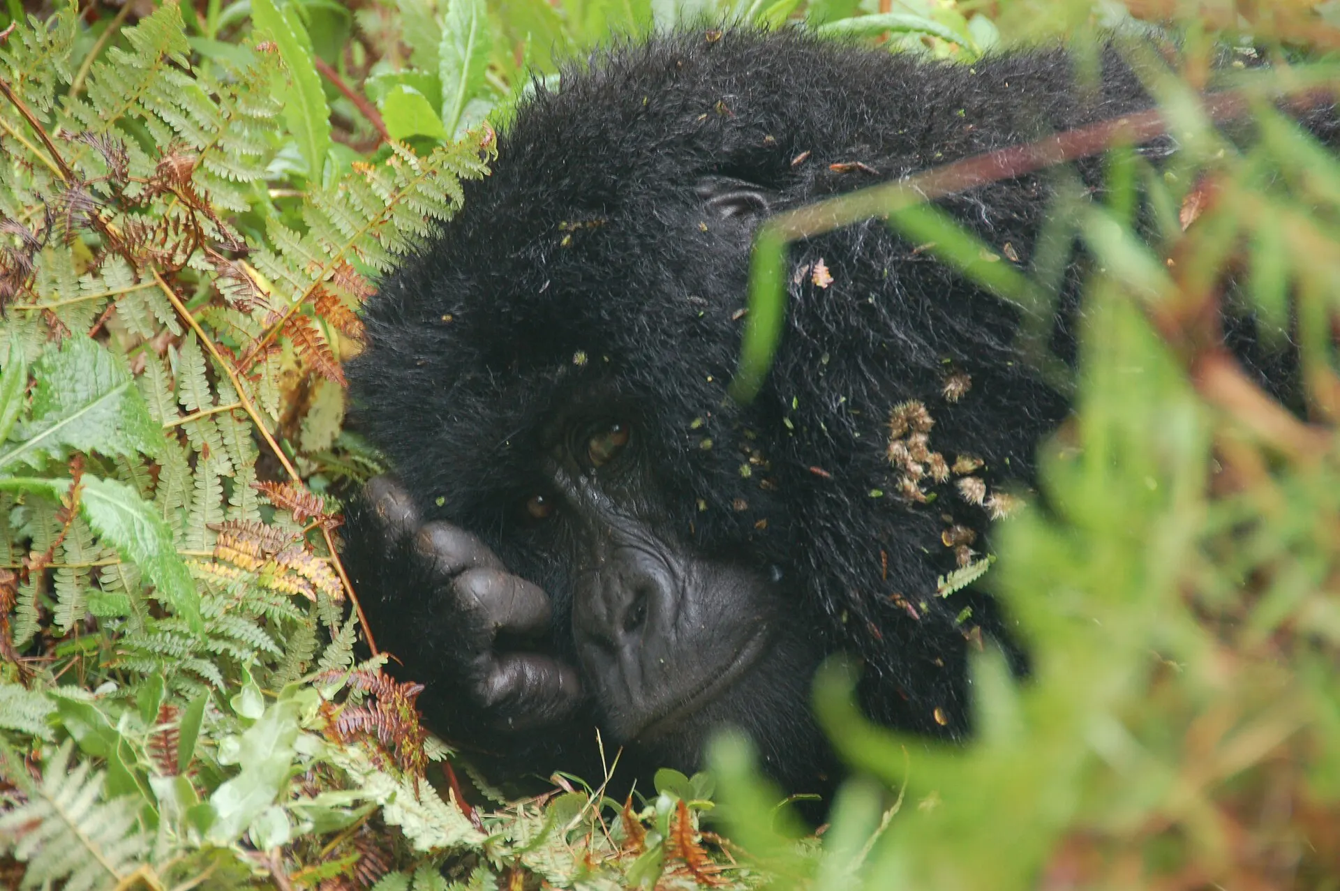 Mountain Gorilla in Mgahinga Gorilla National Park 1