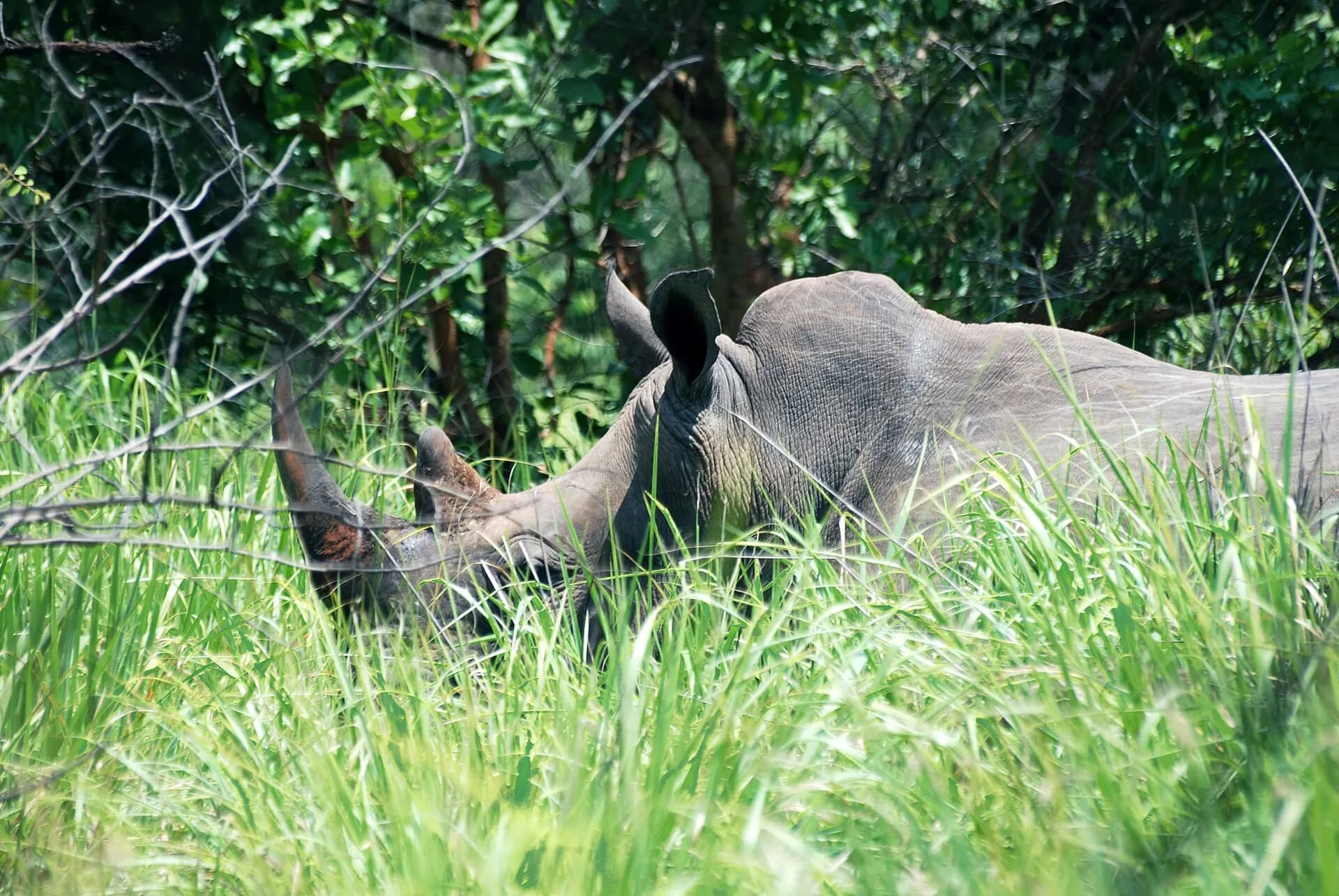 Rhino in ziwa sanctuary uganda