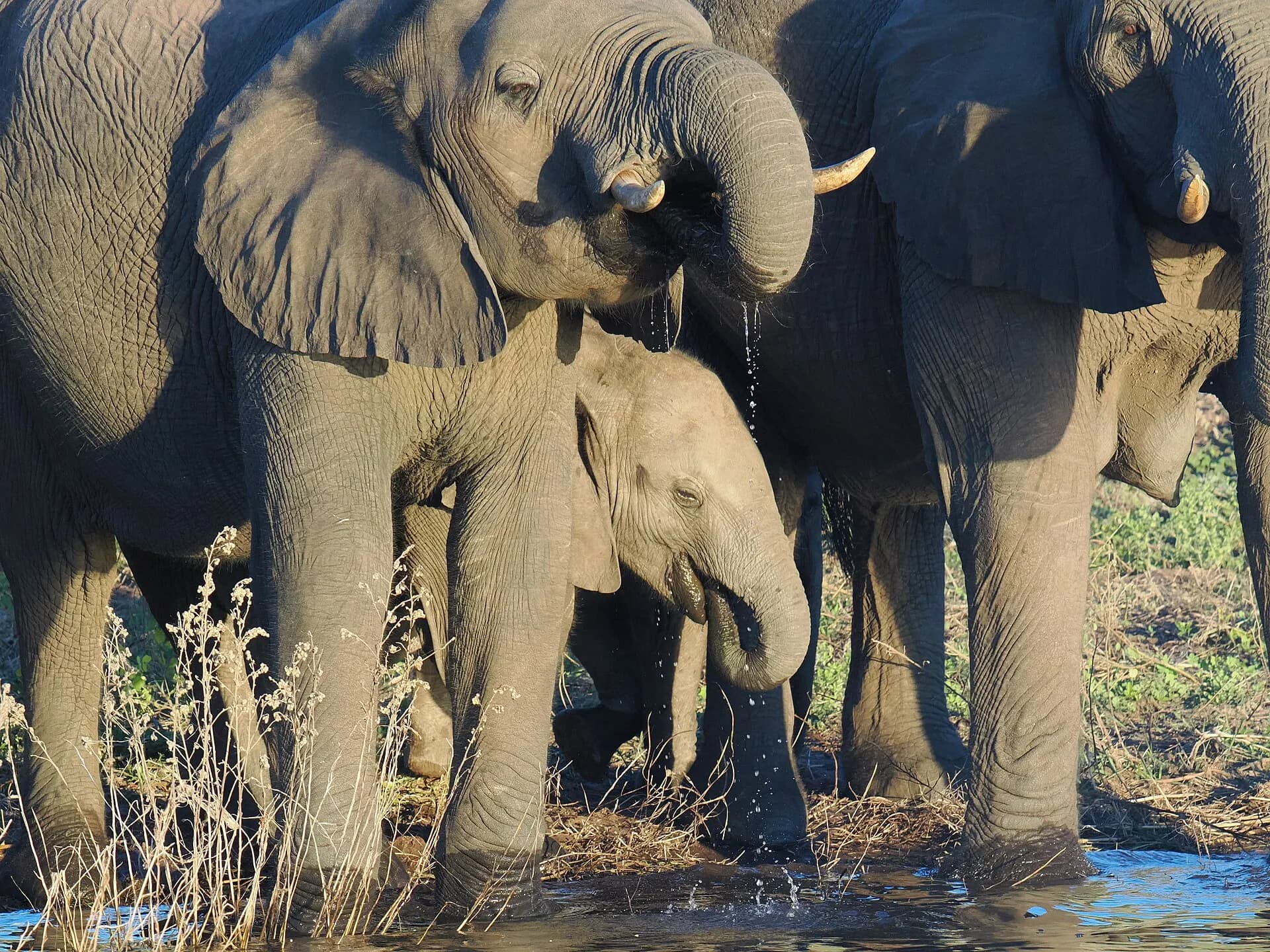 African bush elephant (Loxodonta africana) Chobe River Botswana