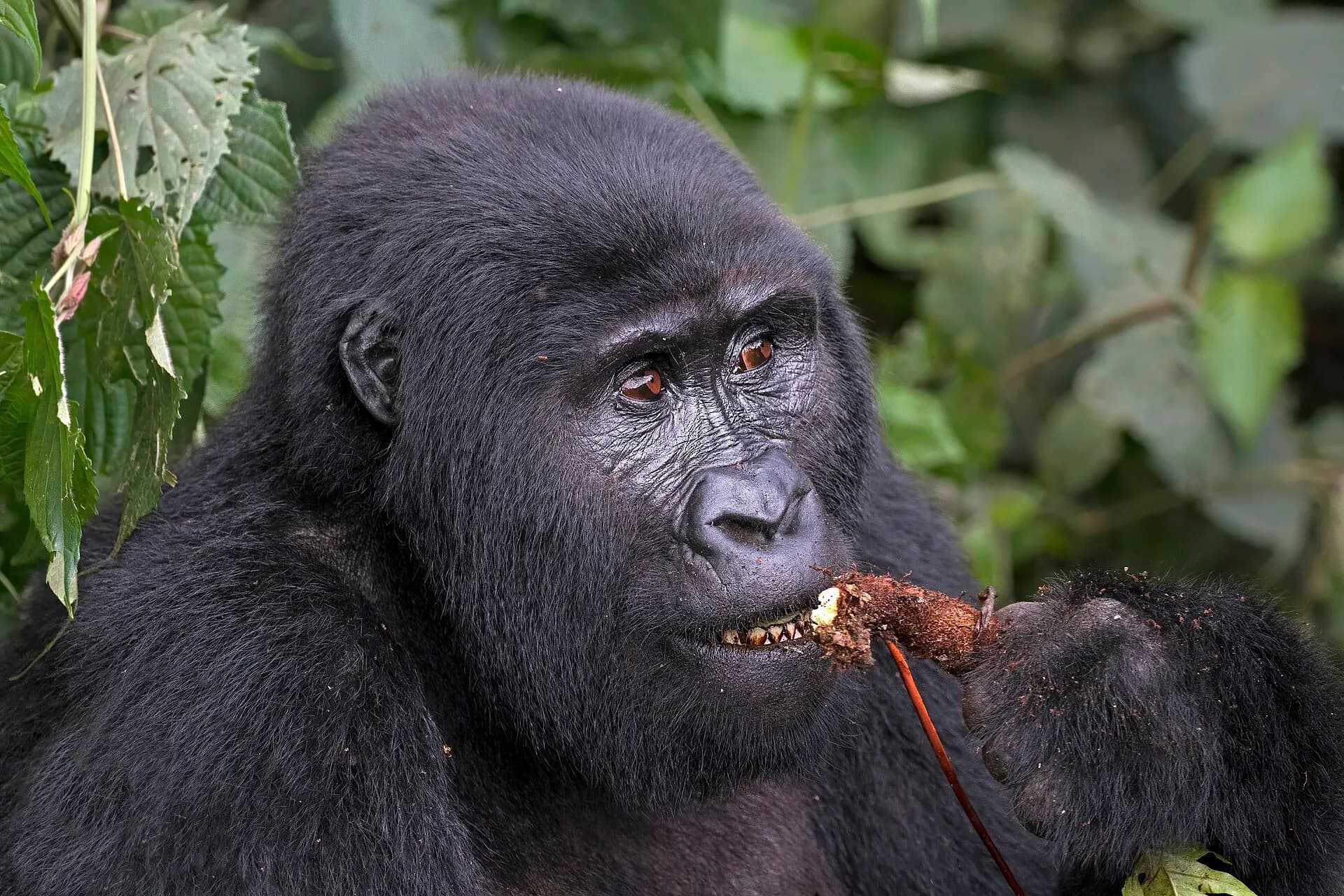 Mountain gorilla (Gorilla beringei beringei) female eating root