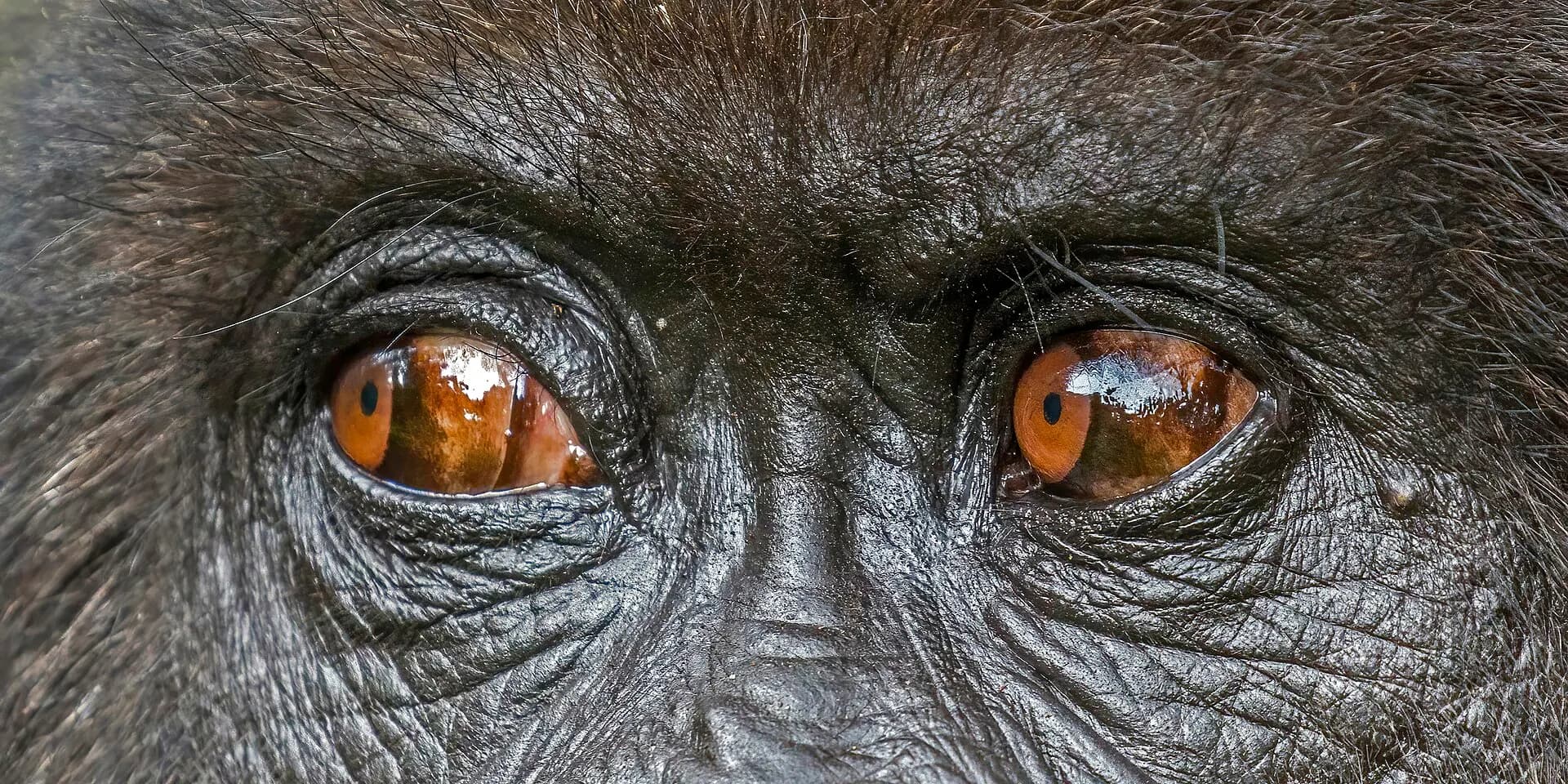 Mountain gorilla (Gorilla beringei beringei) eyes