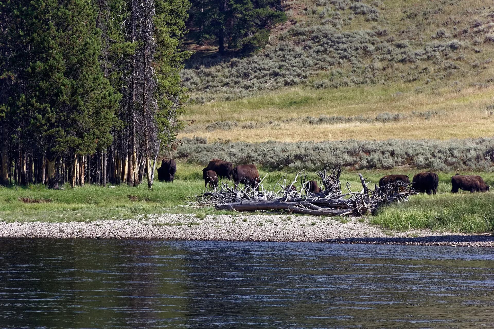 Hayden Valley Buffalos 1