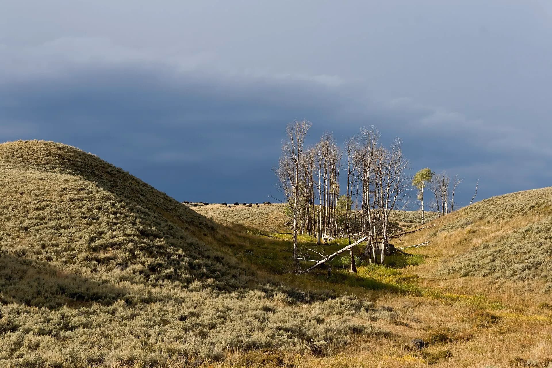 Lamar Valley bison YNP1