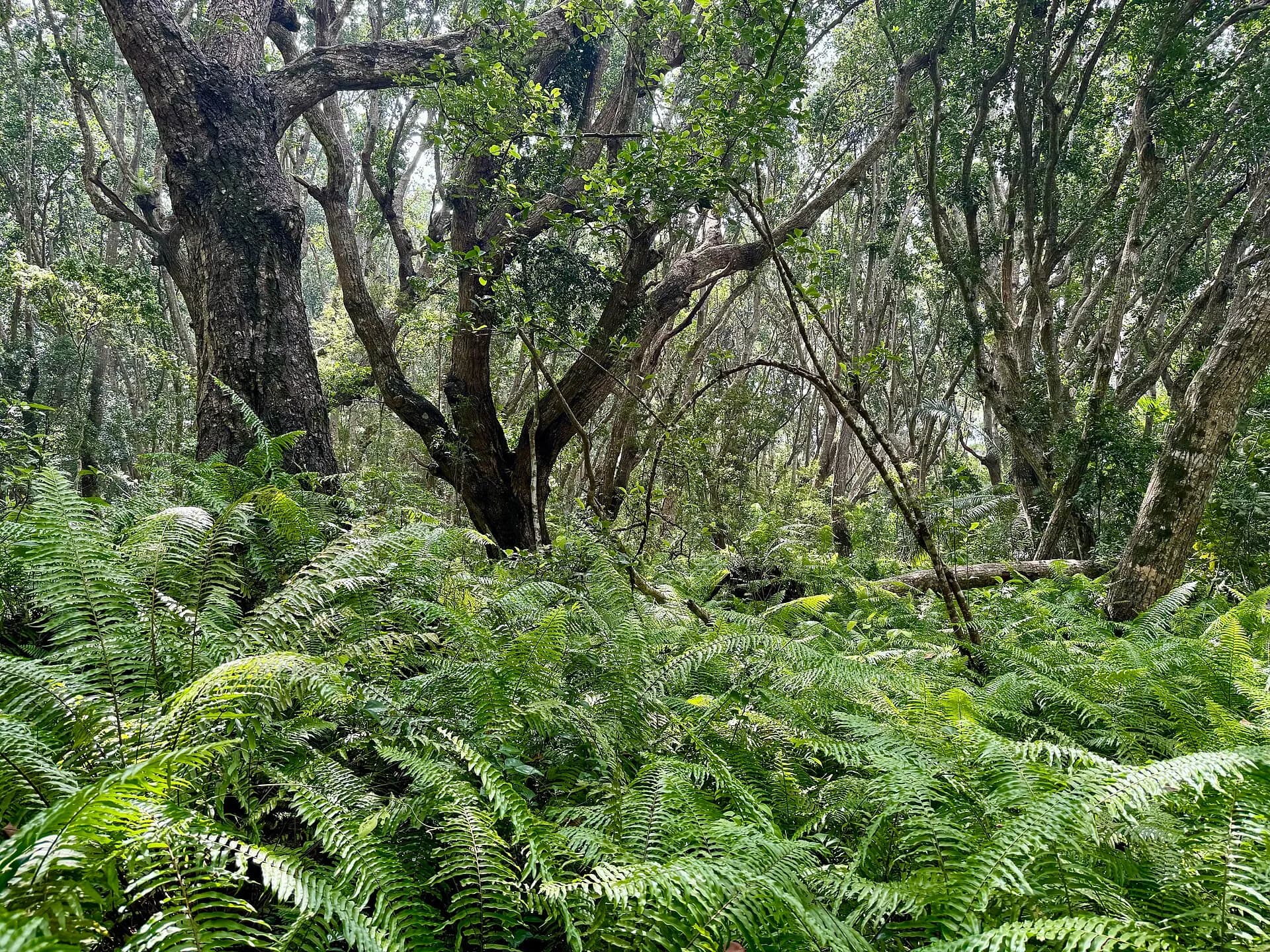 Jozani Forest at Jozani Chwaka Bay National Park, Kusini DC, South Zanzibar, Tanzania